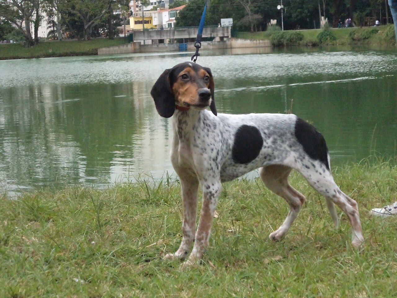 Photograph showing the Brazilian Tracker breed