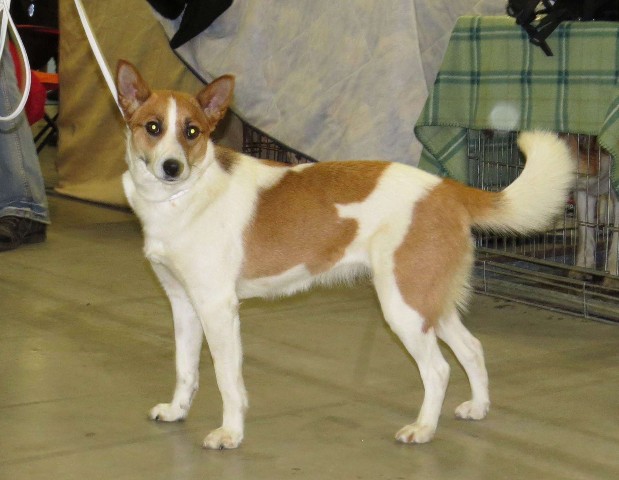 Photograph showing the Norrbottenspets breed