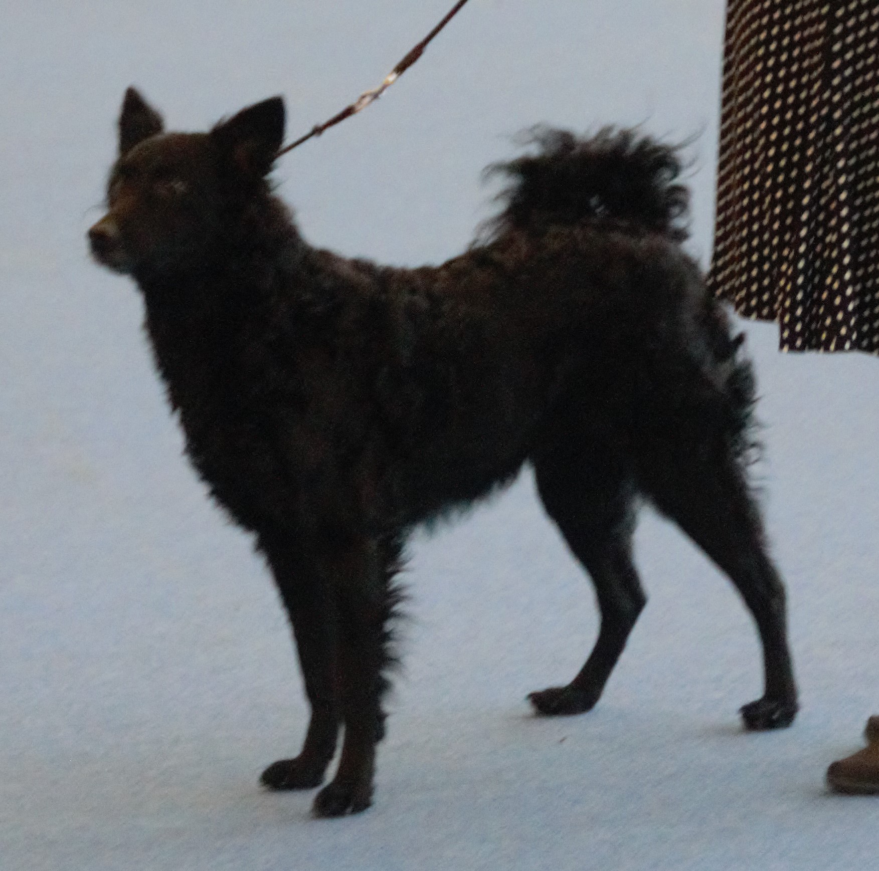 Photograph showing the Croatian Shepherd Dog breed