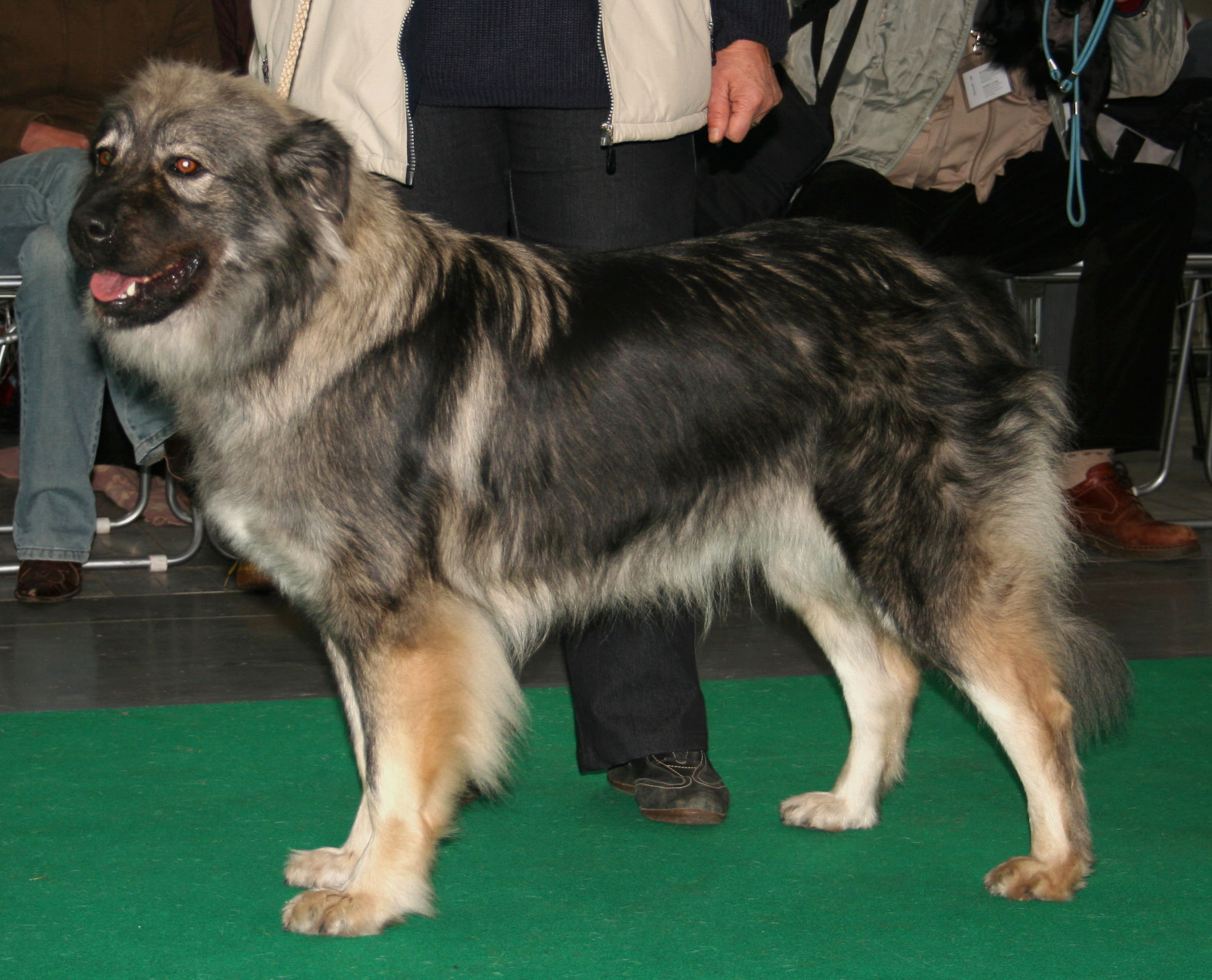 Photograph showing the Karst Shepherd Dog breed