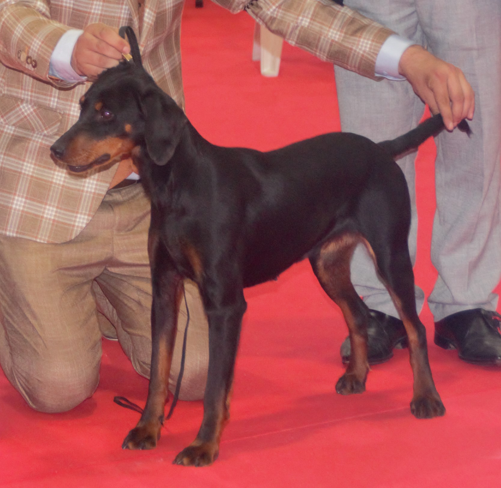 Photograph showing the Montenegrin Mountain Hound breed