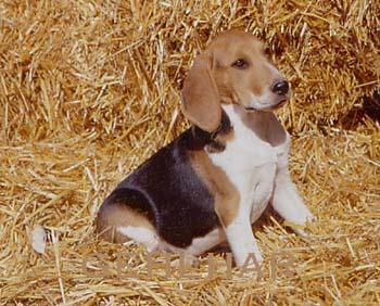 Photograph showing the Artois Hound breed
