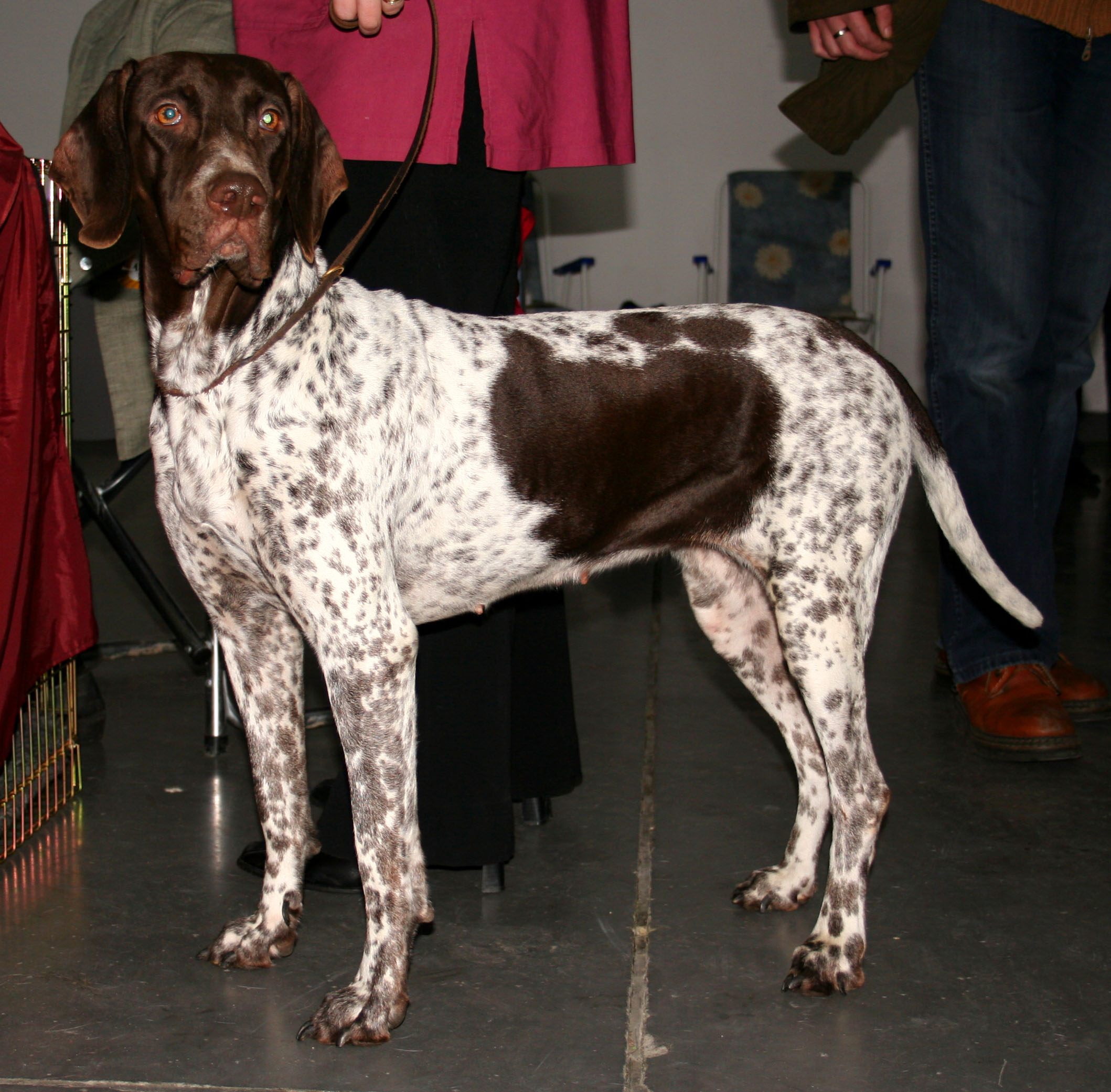 Photograph showing the Old Danish Pointing Dog breed