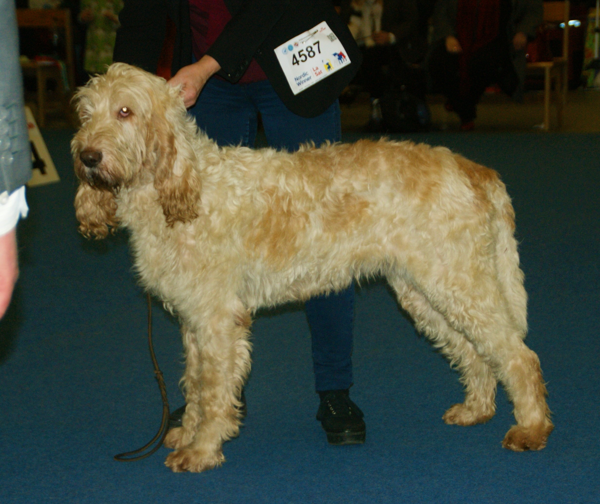 Photograph showing the Grand Griffon Vendeen breed