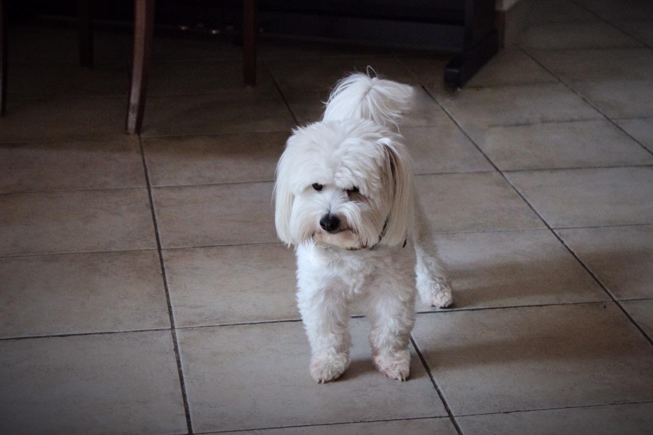 Photograph showing the Coton de Tulear breed