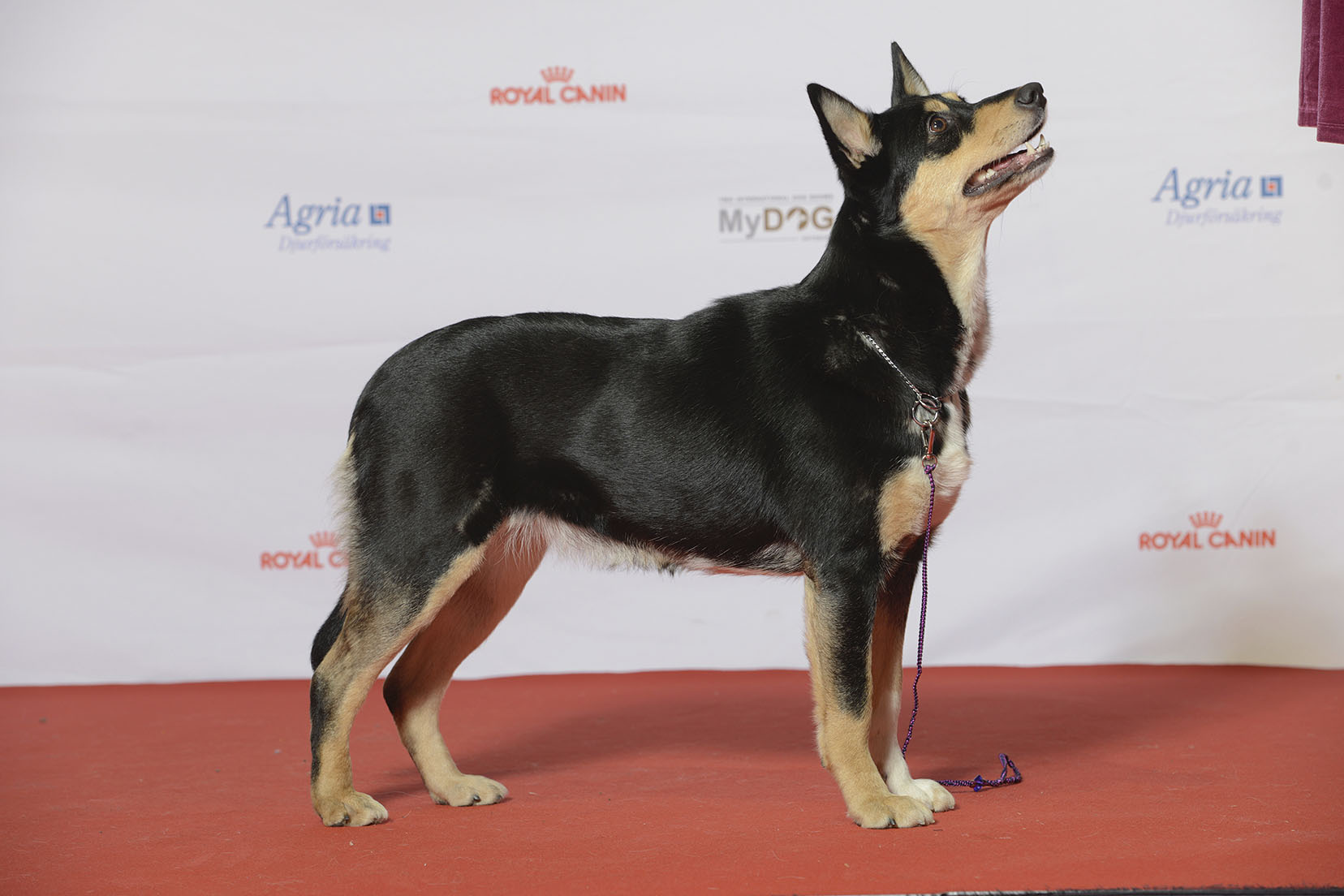 Photograph showing the Lapponian Herder breed