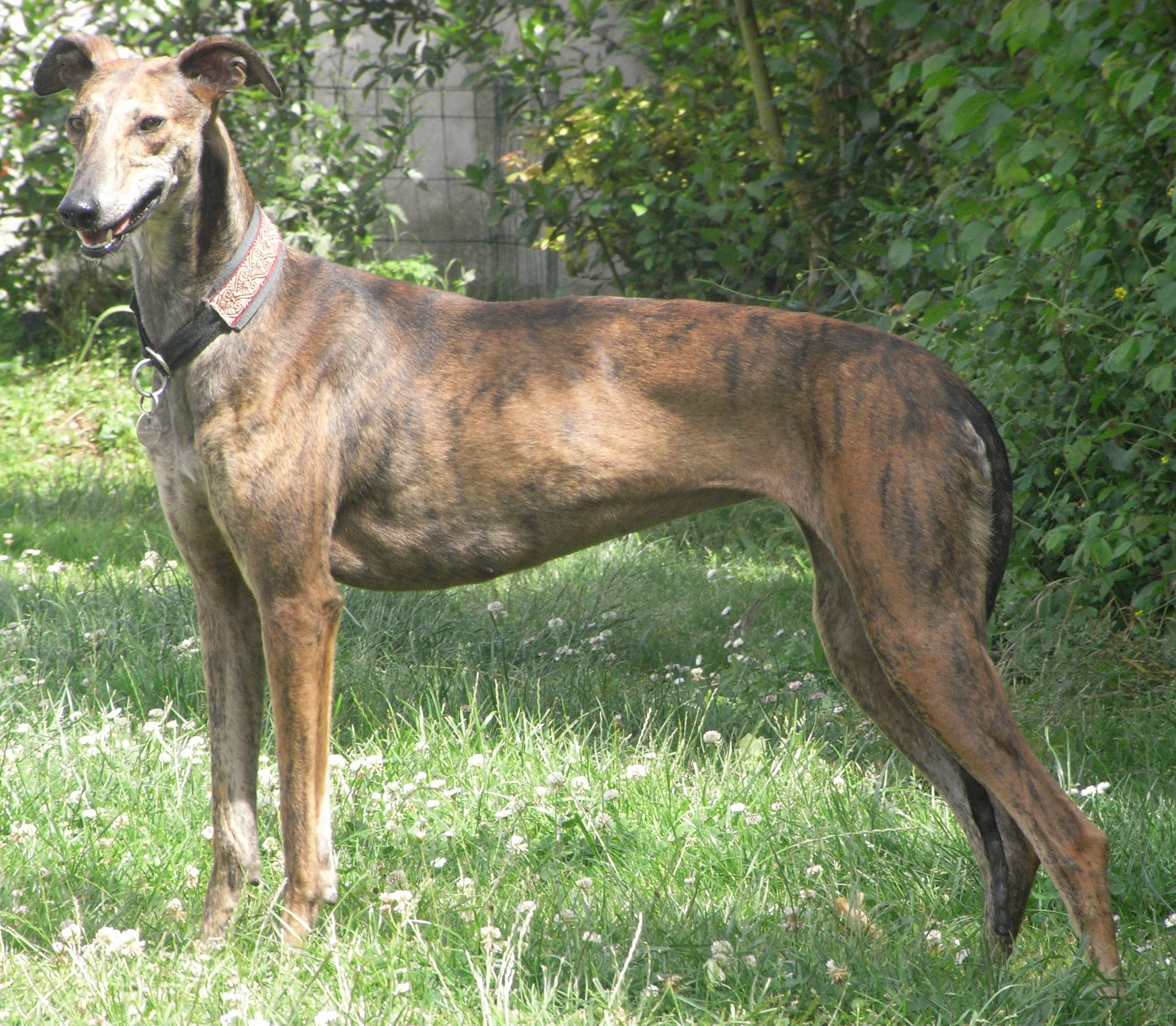 Photograph showing the Spanish Greyhound breed