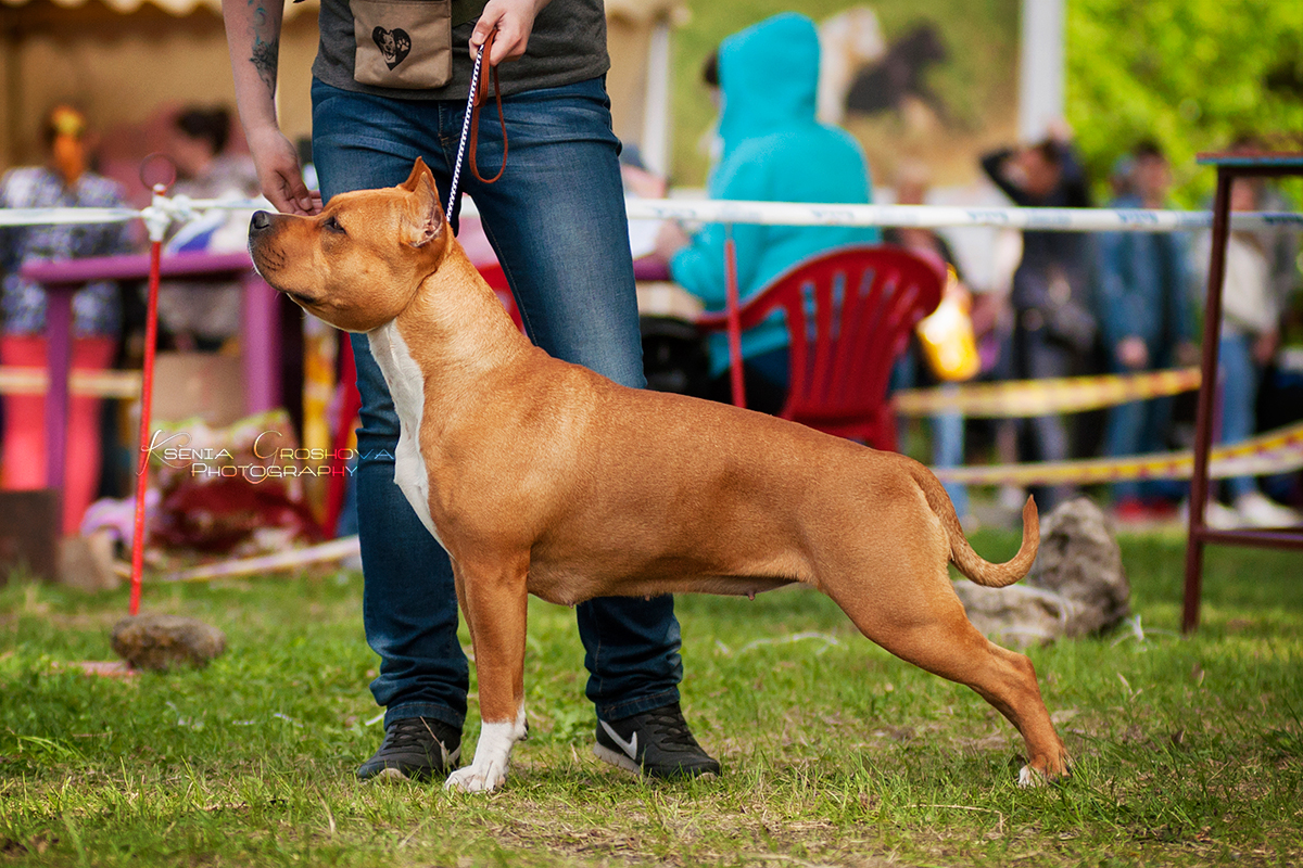 Photograph showing the American Staffordshire Terrier breed