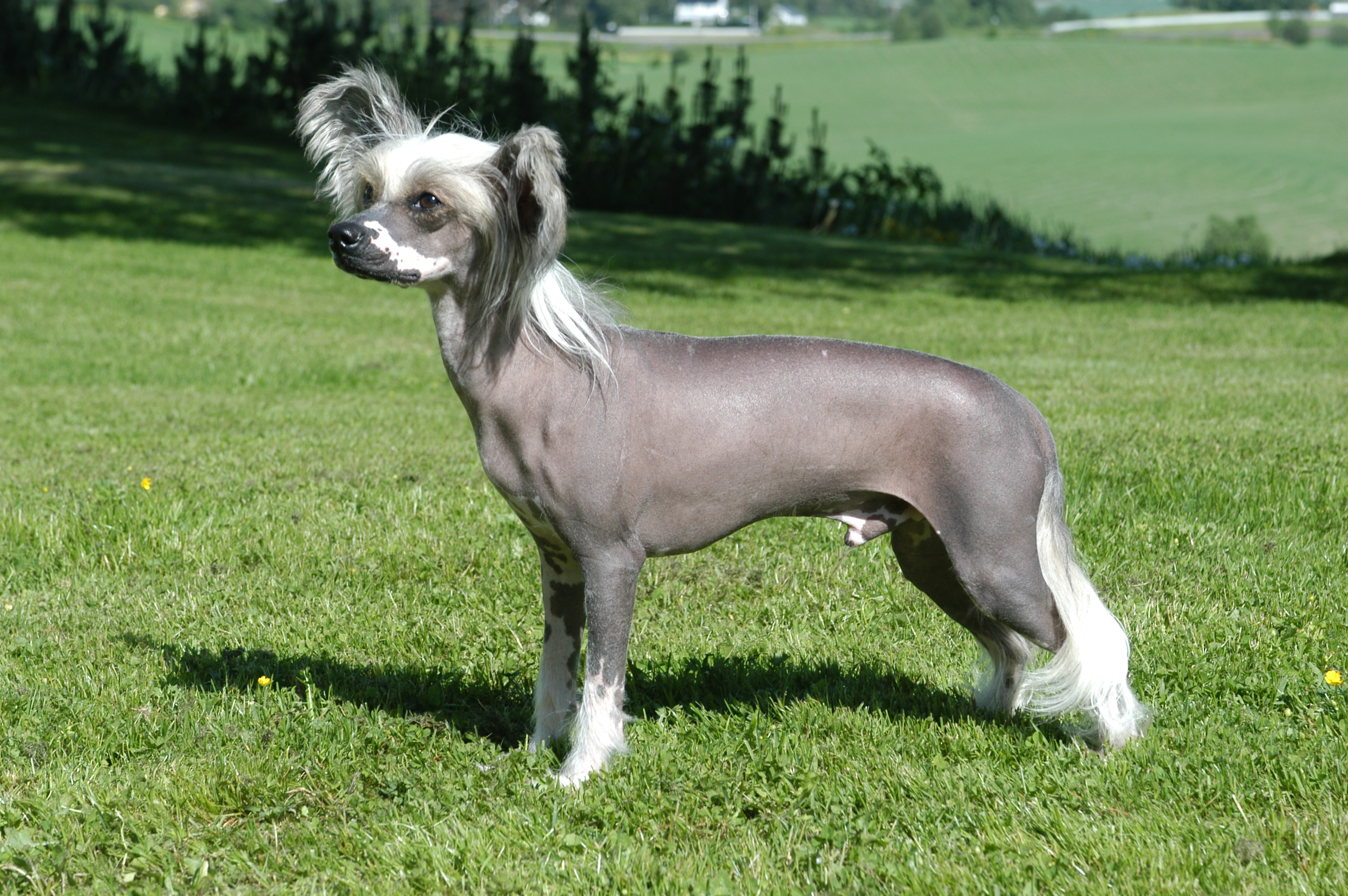 Photograph showing the Chinese Crested Dog breed