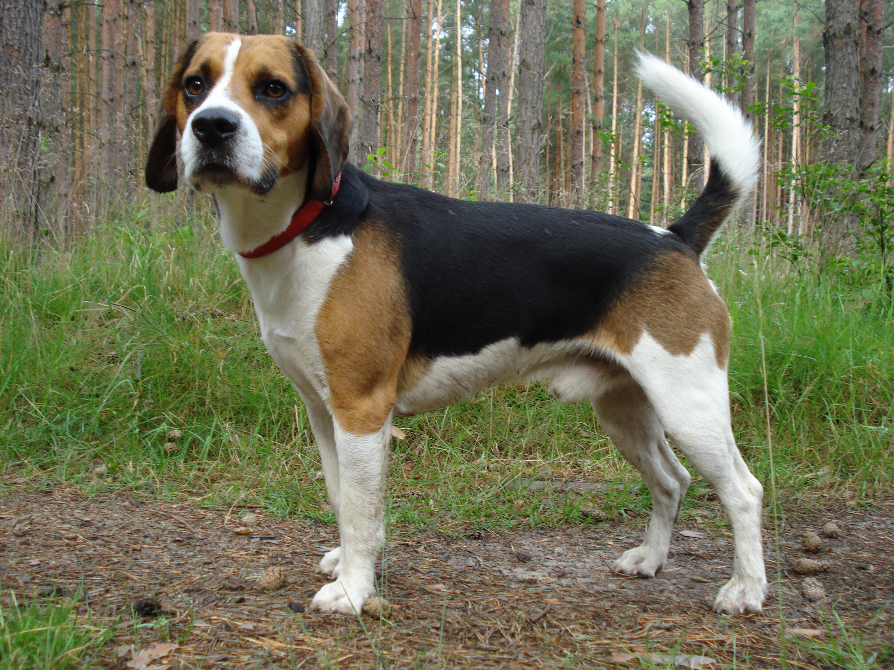 Photograph showing the Beagle-Harrier breed