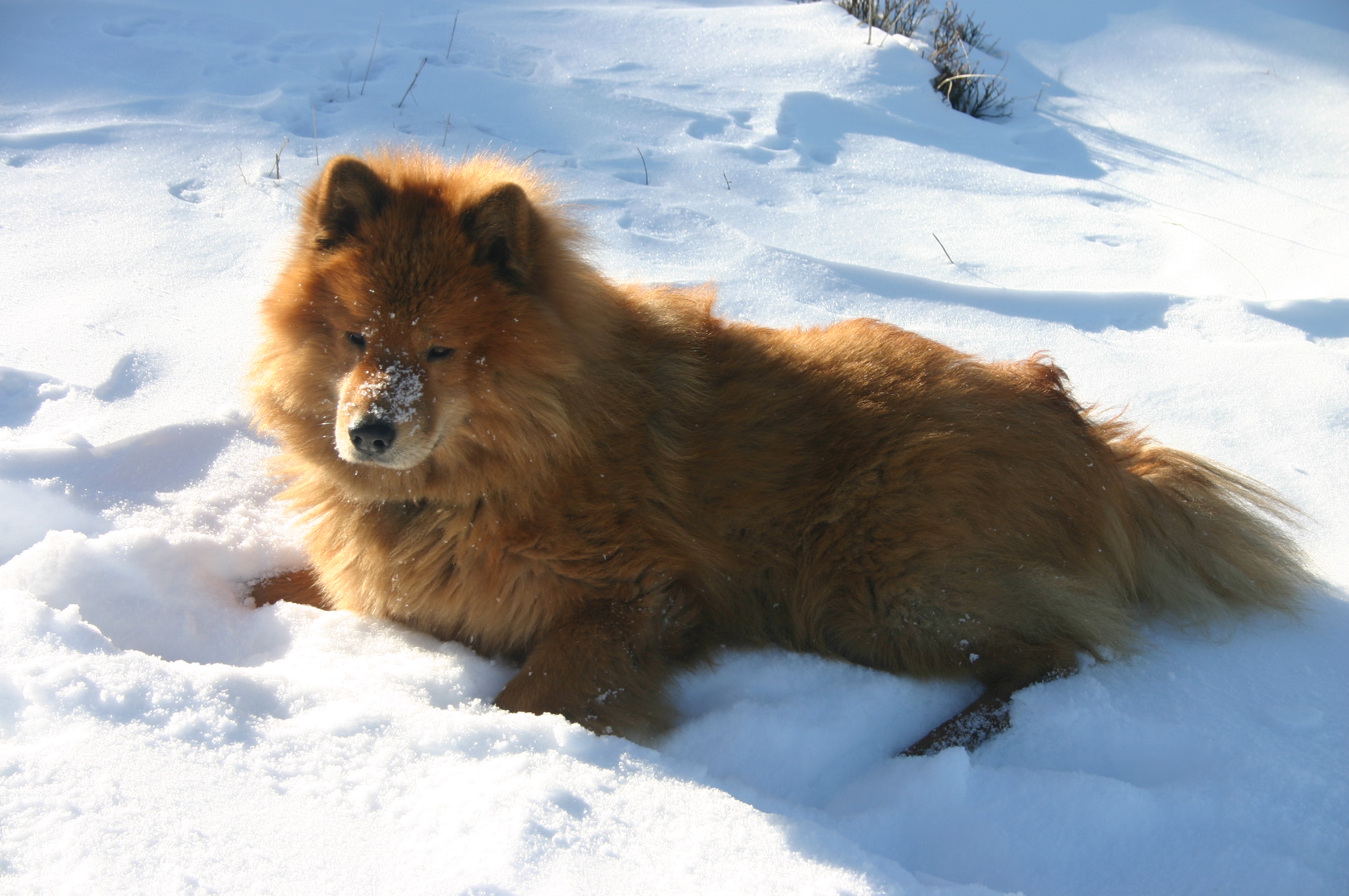 Photograph showing the Eurasier breed