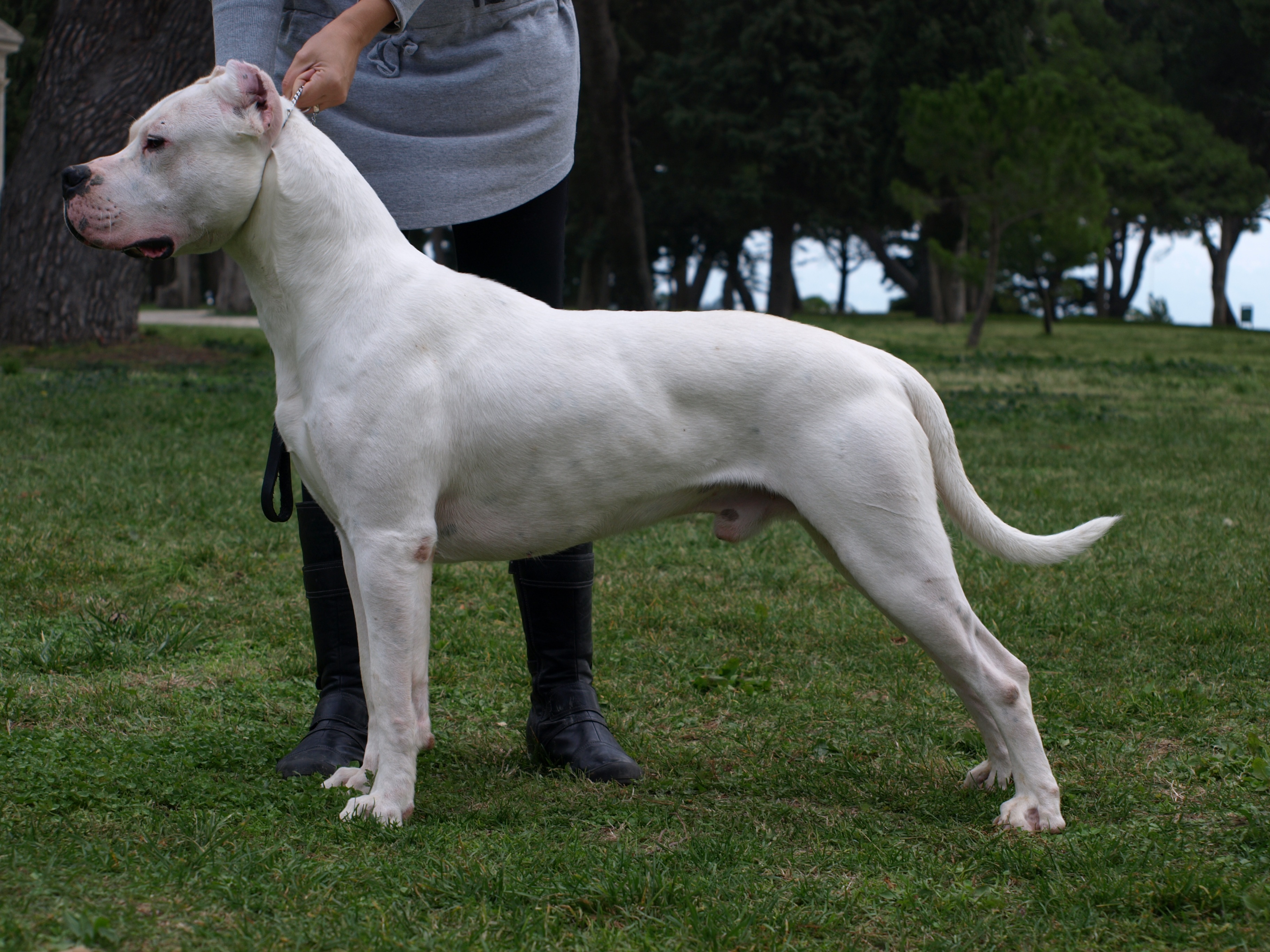 Photograph showing the Dogo Argentino breed