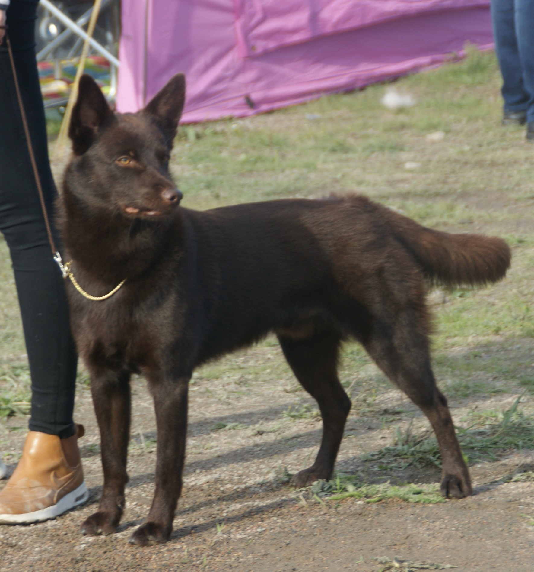 Photograph showing the Australian Kelpie breed