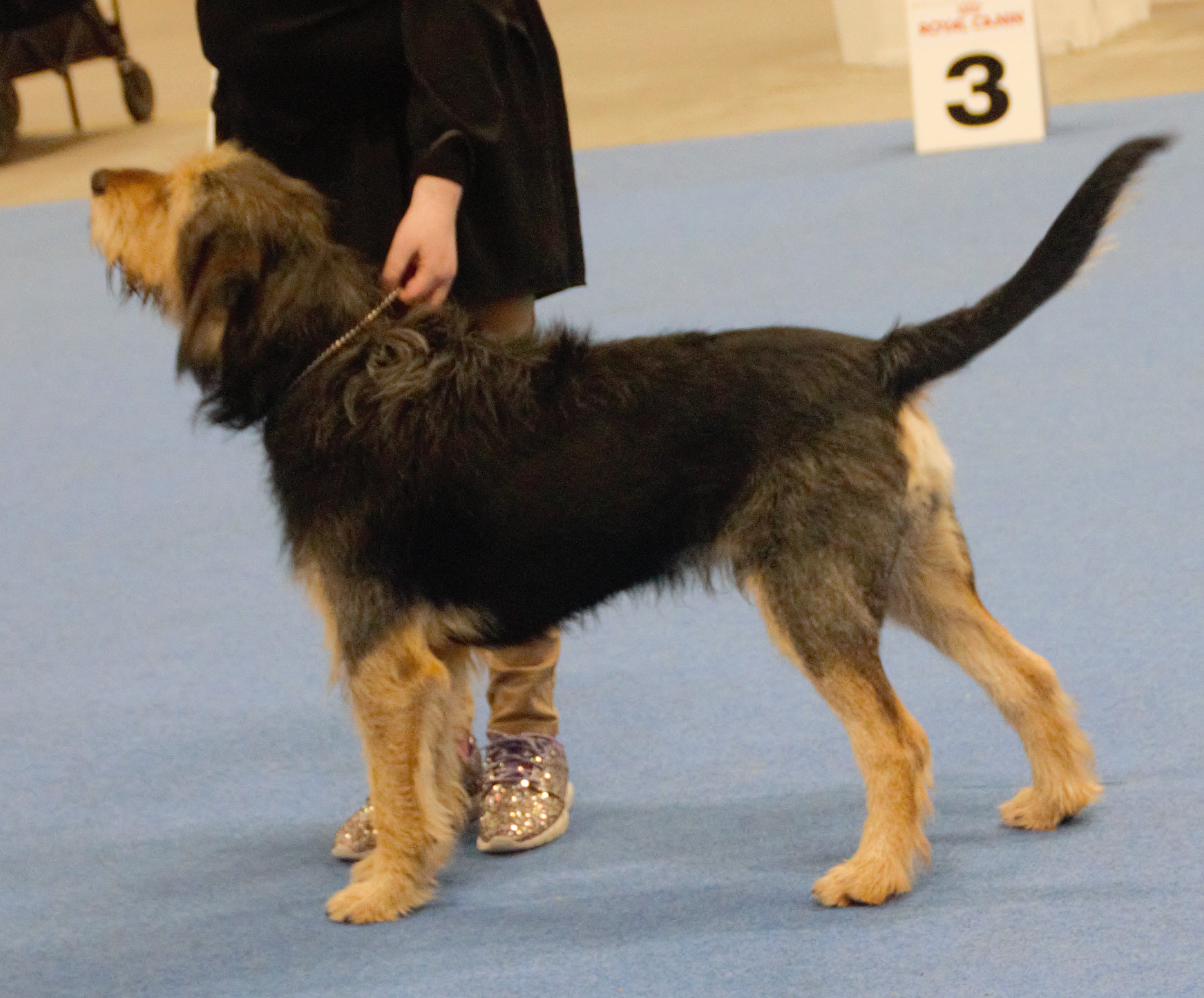 Photograph showing the Otterhound breed