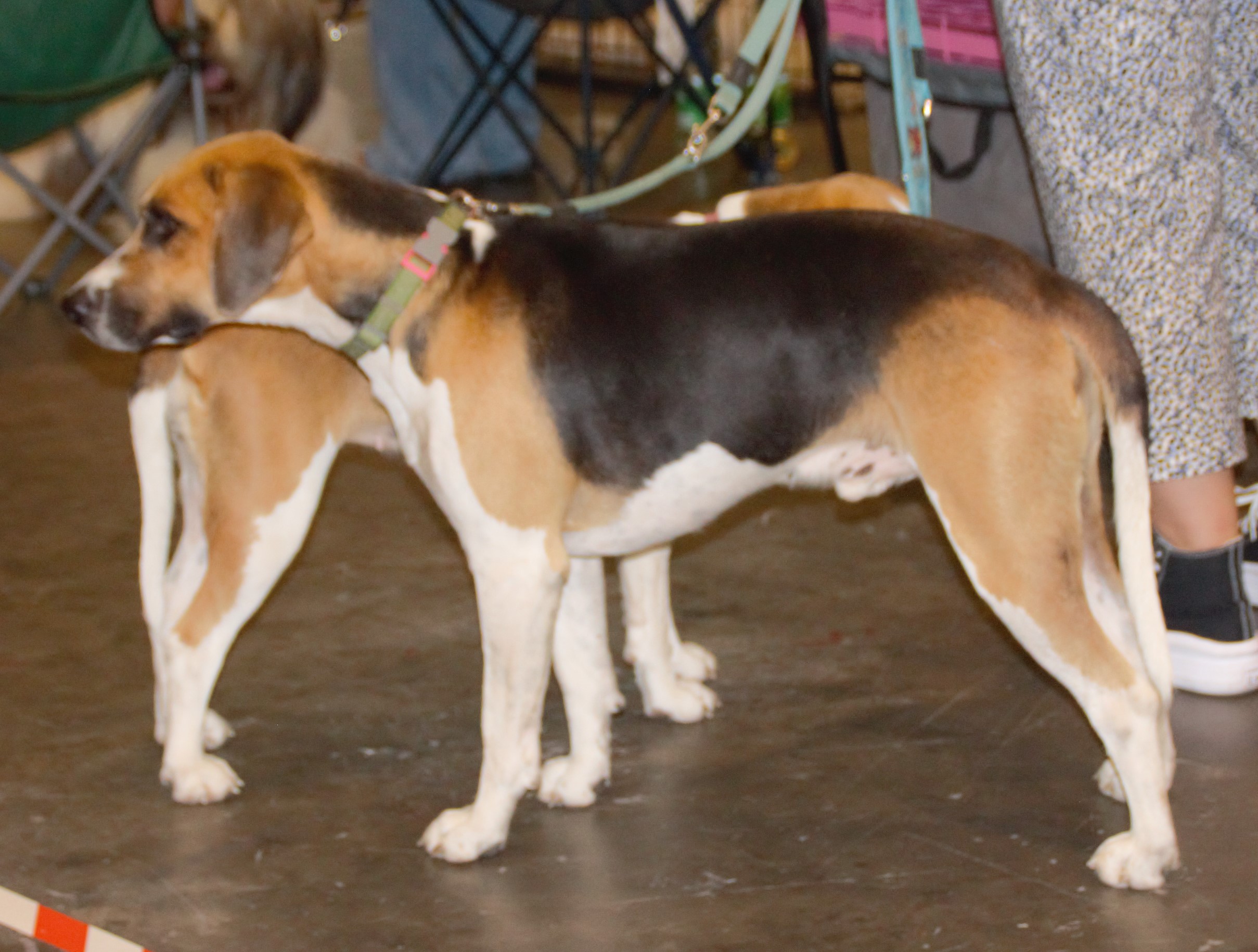 Photograph showing the Harrier breed