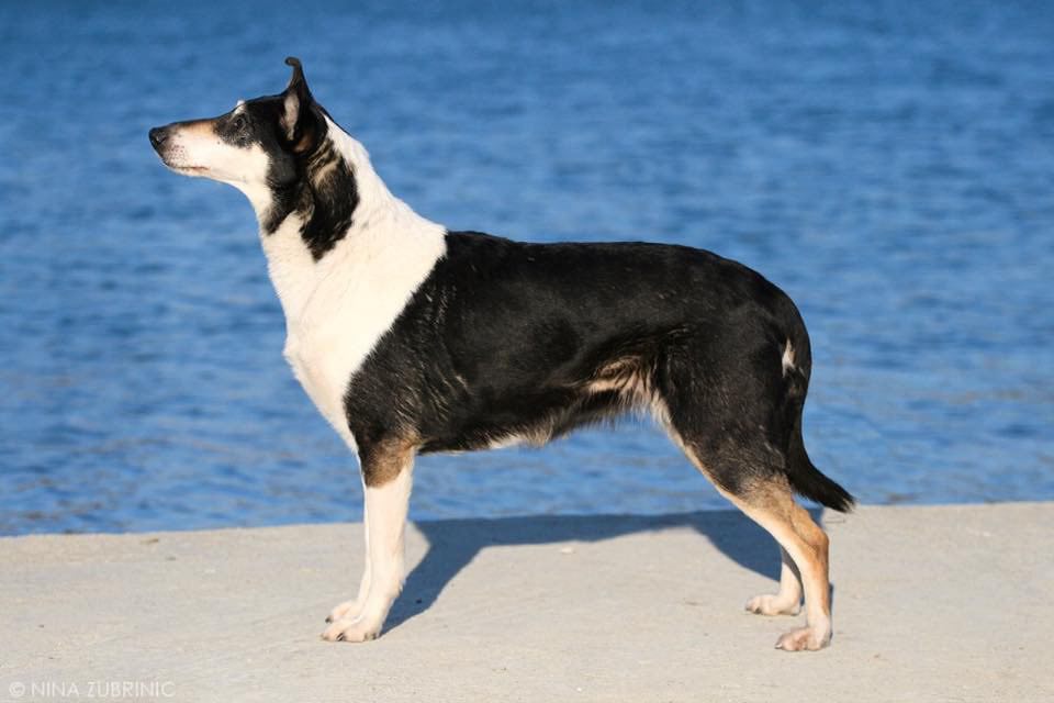 Photograph showing the Smooth Collie breed