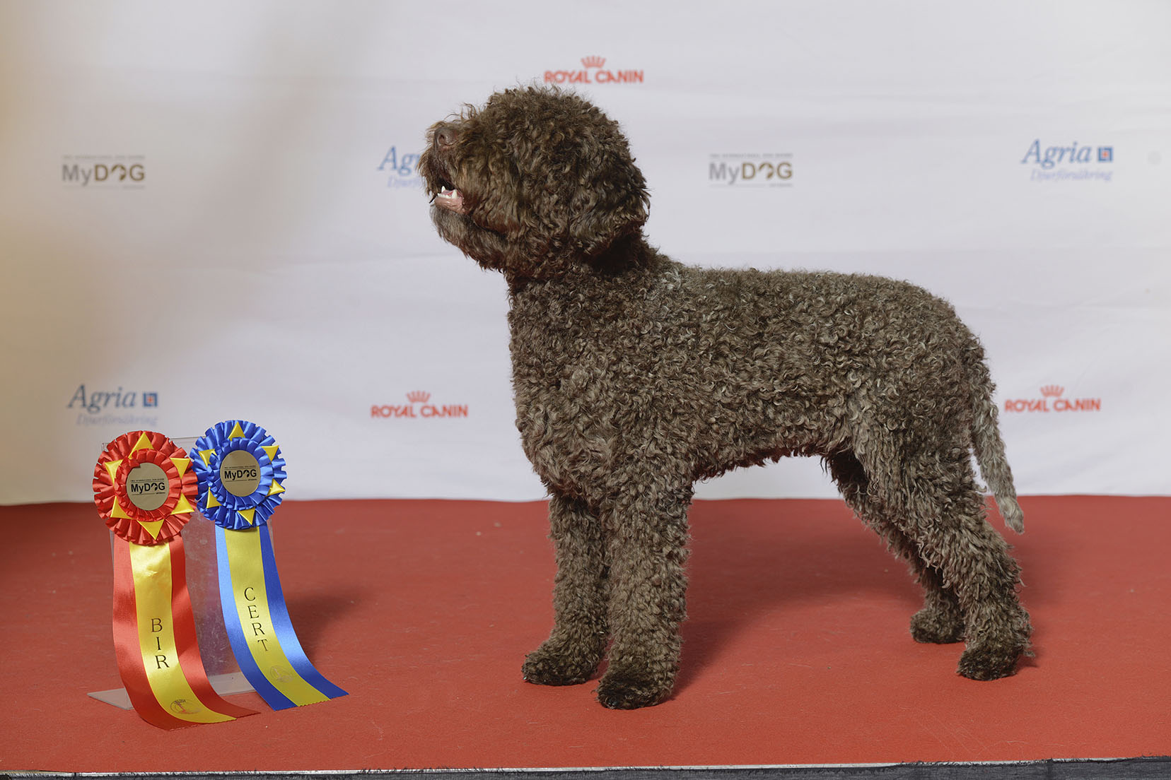 Photograph showing the Lagotto Romagnolo breed
