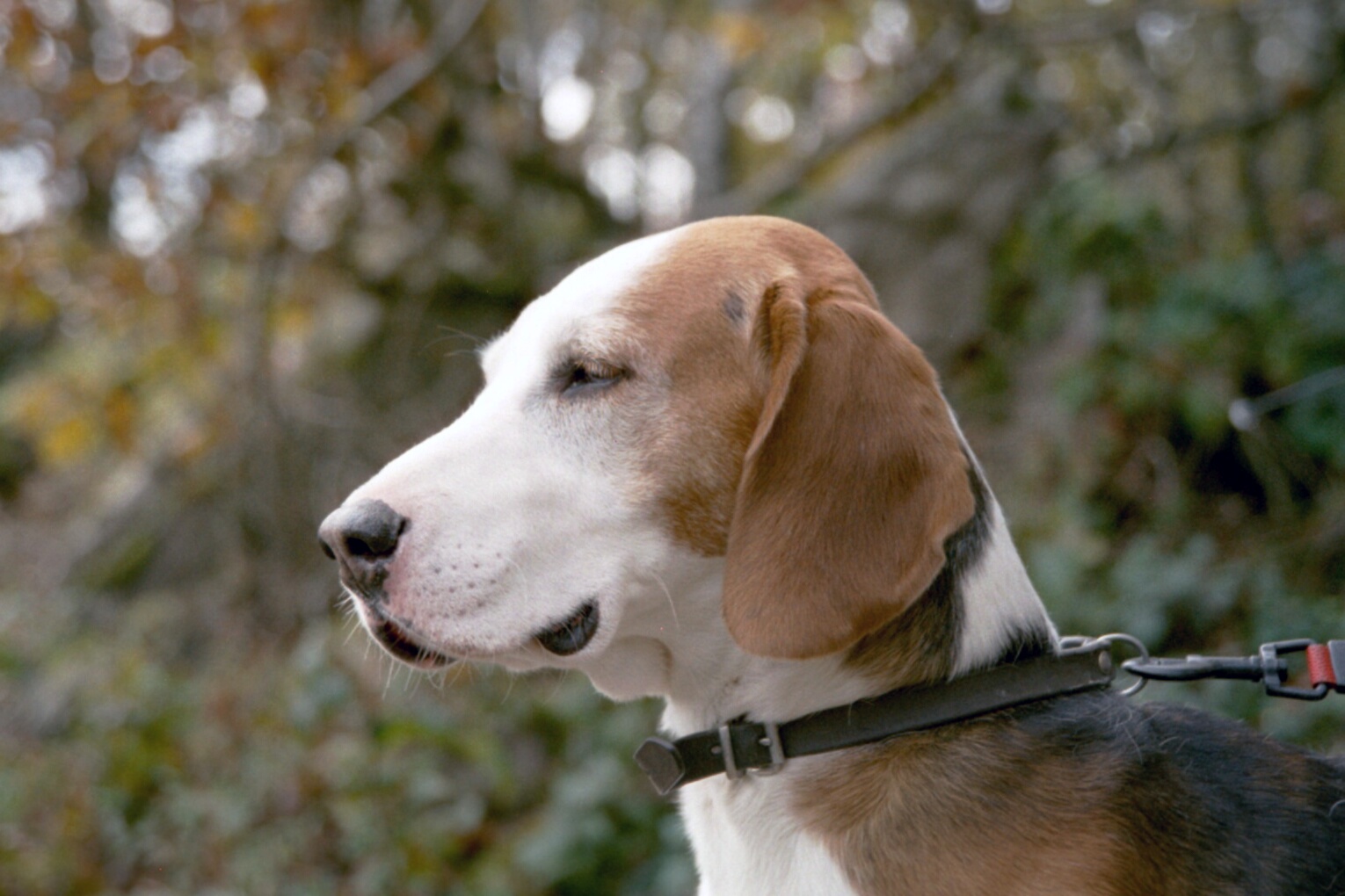 Photograph showing the German Hound breed