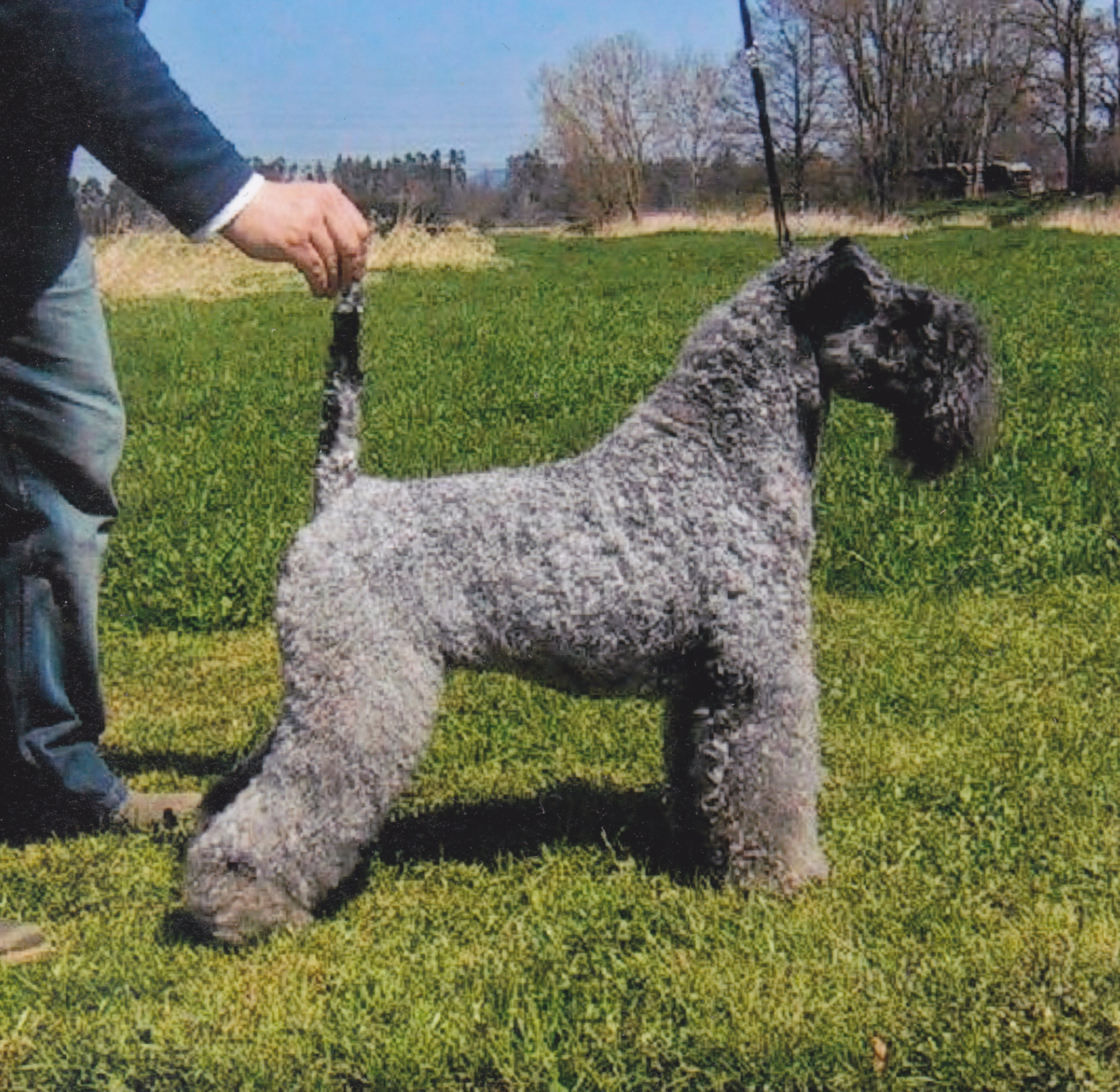 Photograph showing the Kerry Blue Terrier breed