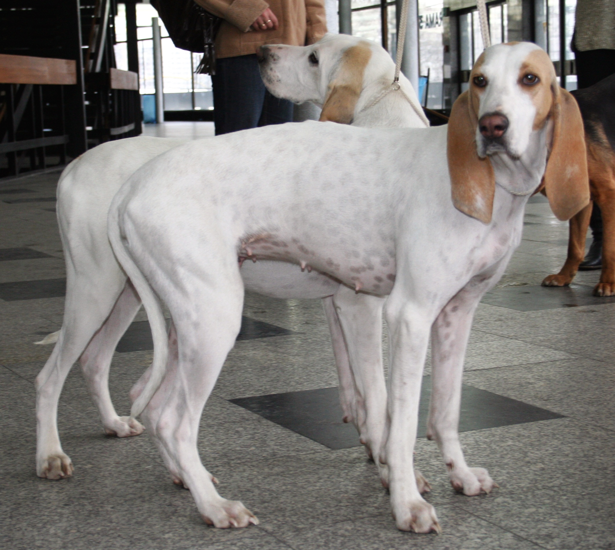 Photograph showing the Porcelaine breed