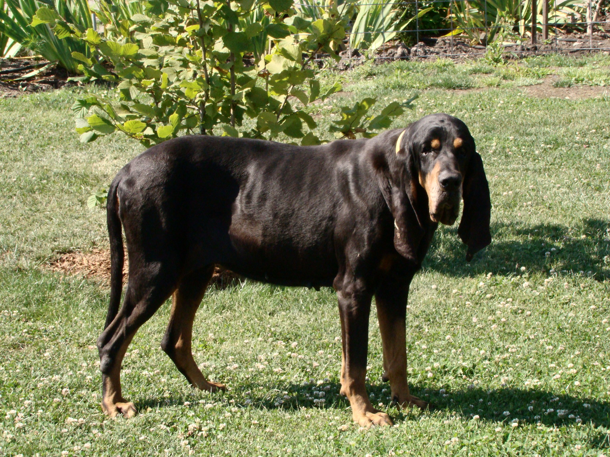 Photograph showing the Black and Tan Coonhound breed