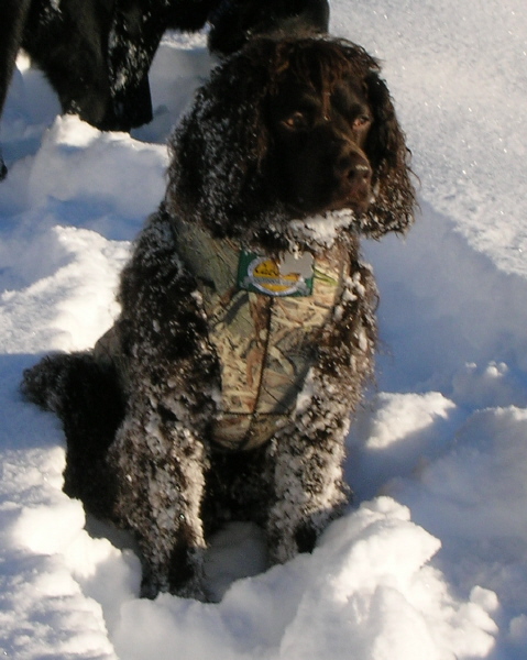 Photograph showing the American Water Spaniel breed