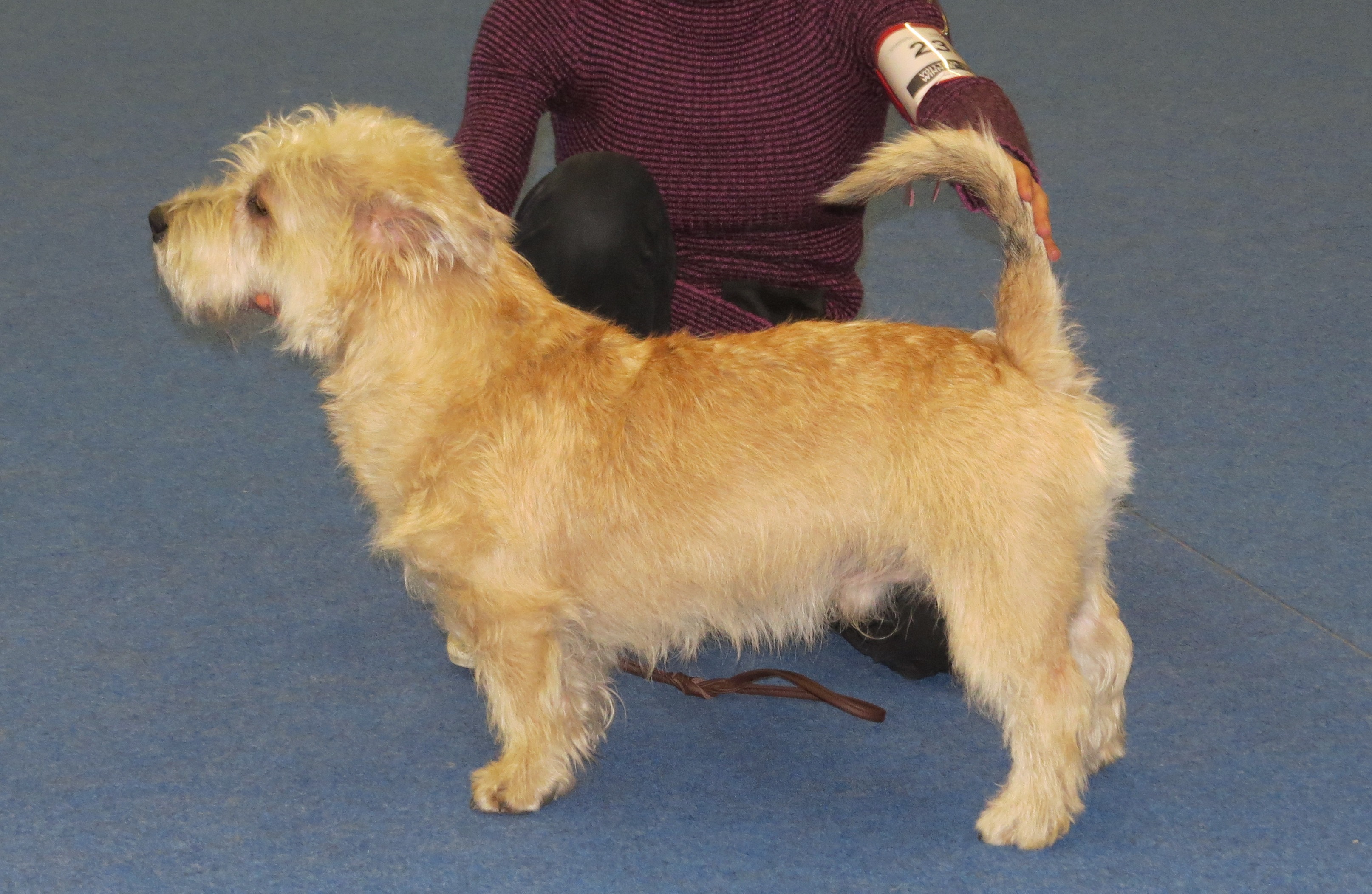 Photograph showing the Glen of Imaal Terrier breed