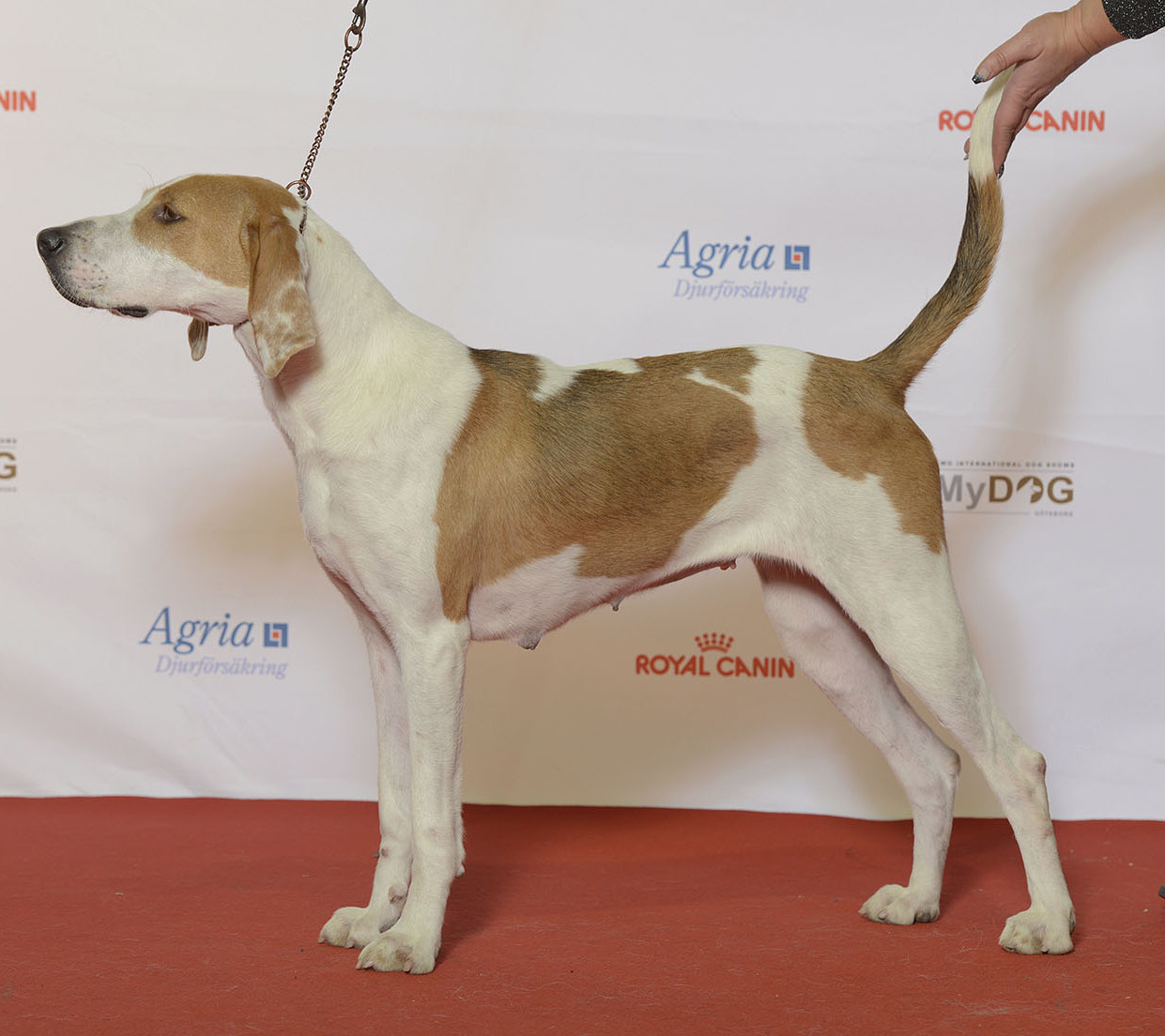Photograph showing the American Foxhound breed