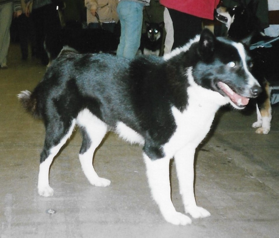 Photograph showing the Russian-European Laika breed