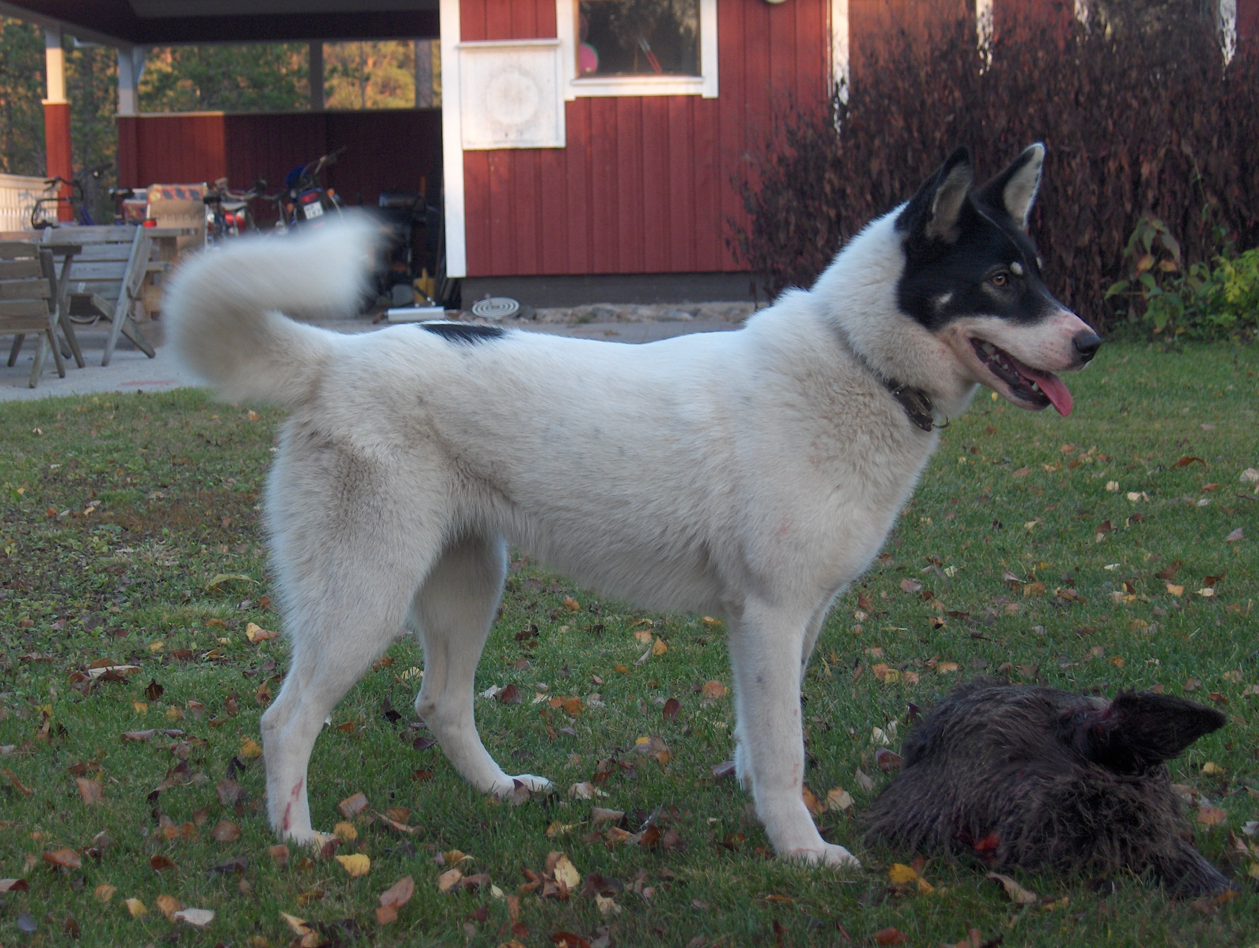 Photograph showing the East Siberian Laika breed