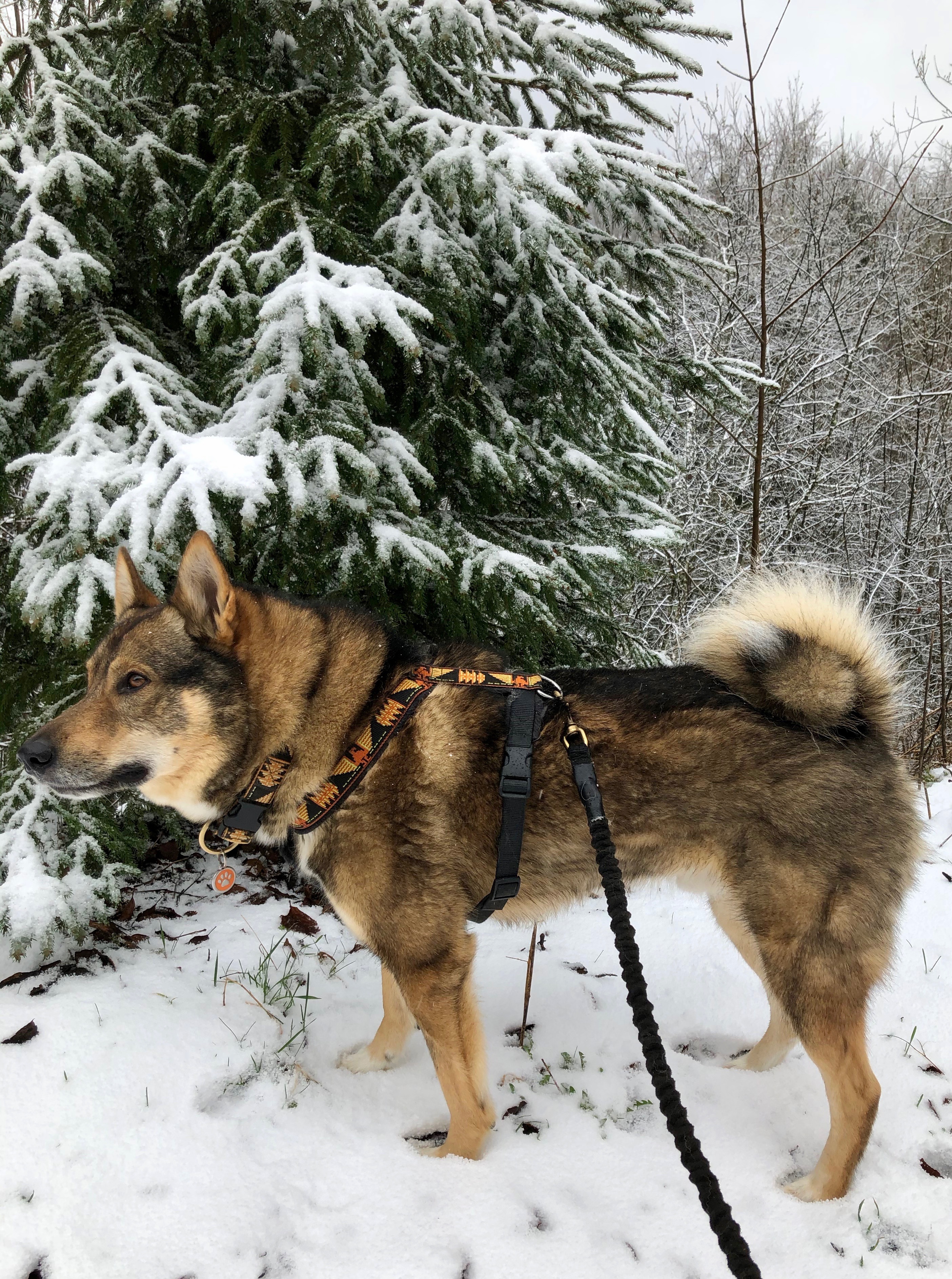 Photograph showing the West Siberian Laika breed