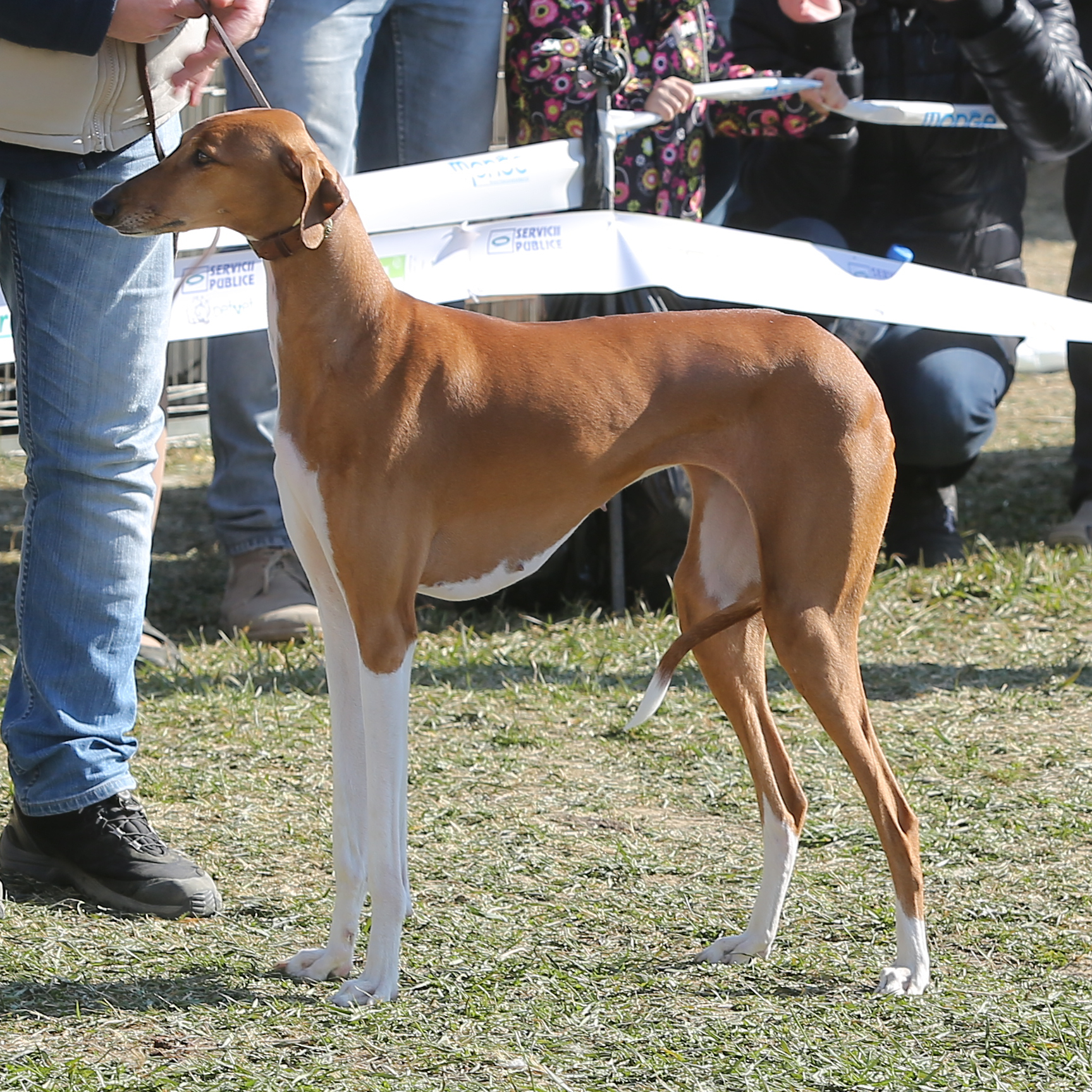 Photograph showing the Azawakh breed