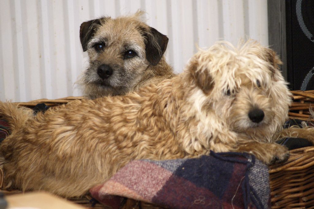 Photograph showing the Dutch Smoushond breed