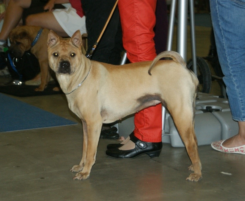 Photograph showing the Shar Pei breed