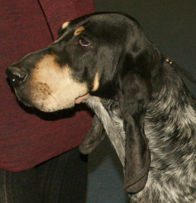 Photograph showing the Petit Bleu de Gascogne breed