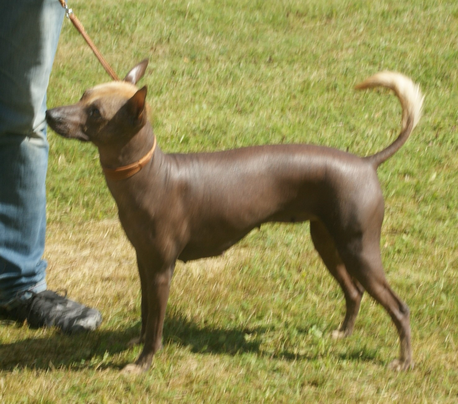 Photograph showing the Peruvian Hairless Dog breed
