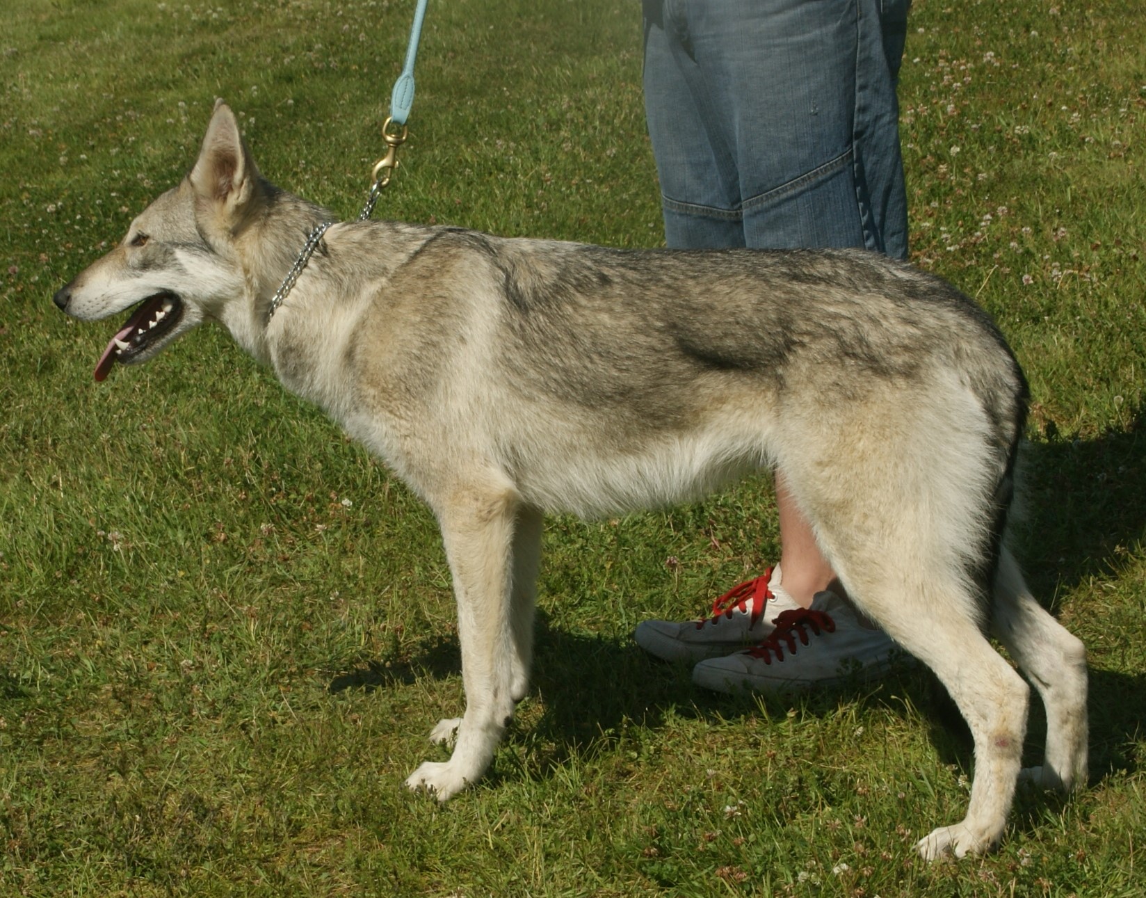 Photograph showing the Saarloos Wolfdog breed
