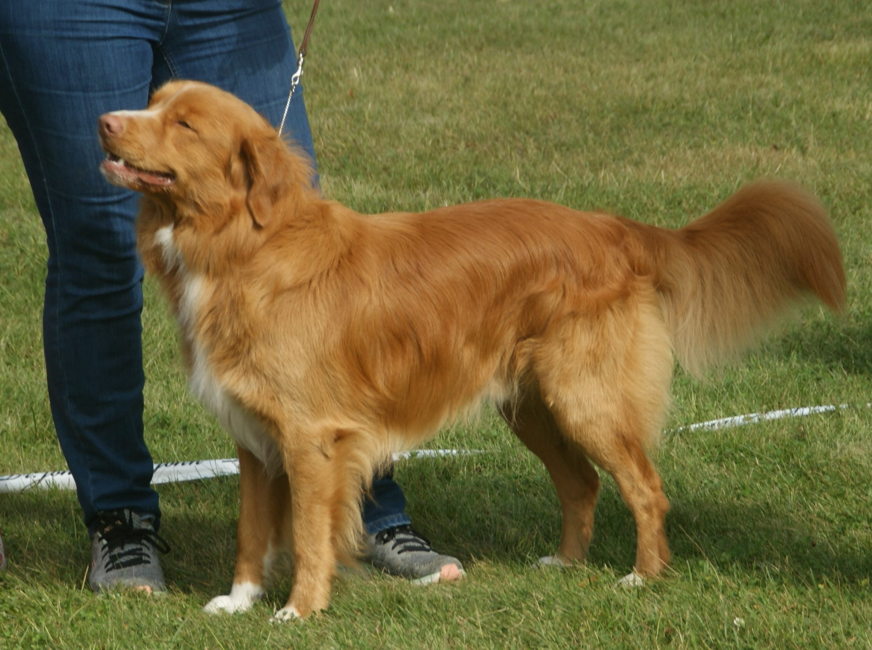 Photograph showing the Nova Scotia Duck Tolling Retriever breed
