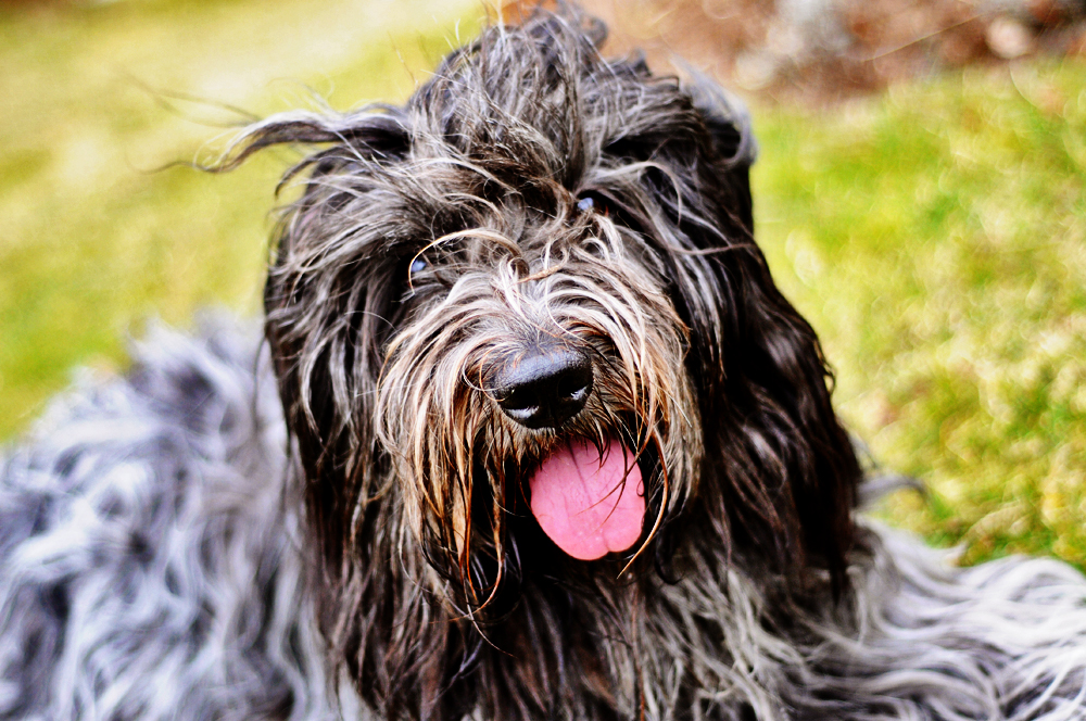 Photograph showing the Dutch Schapendoes breed