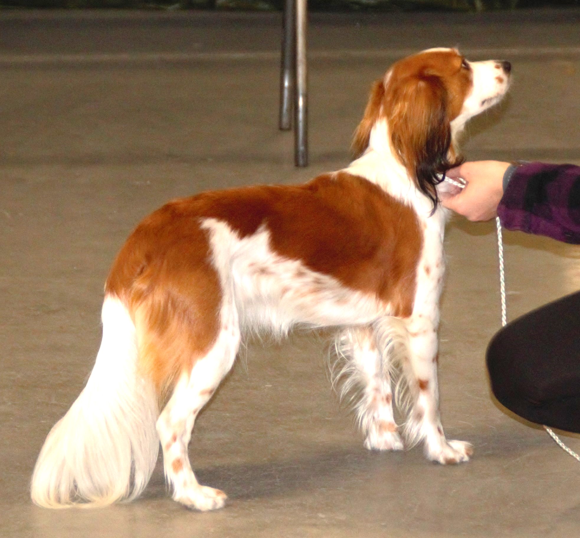 Photograph showing the Kooikerhondje breed