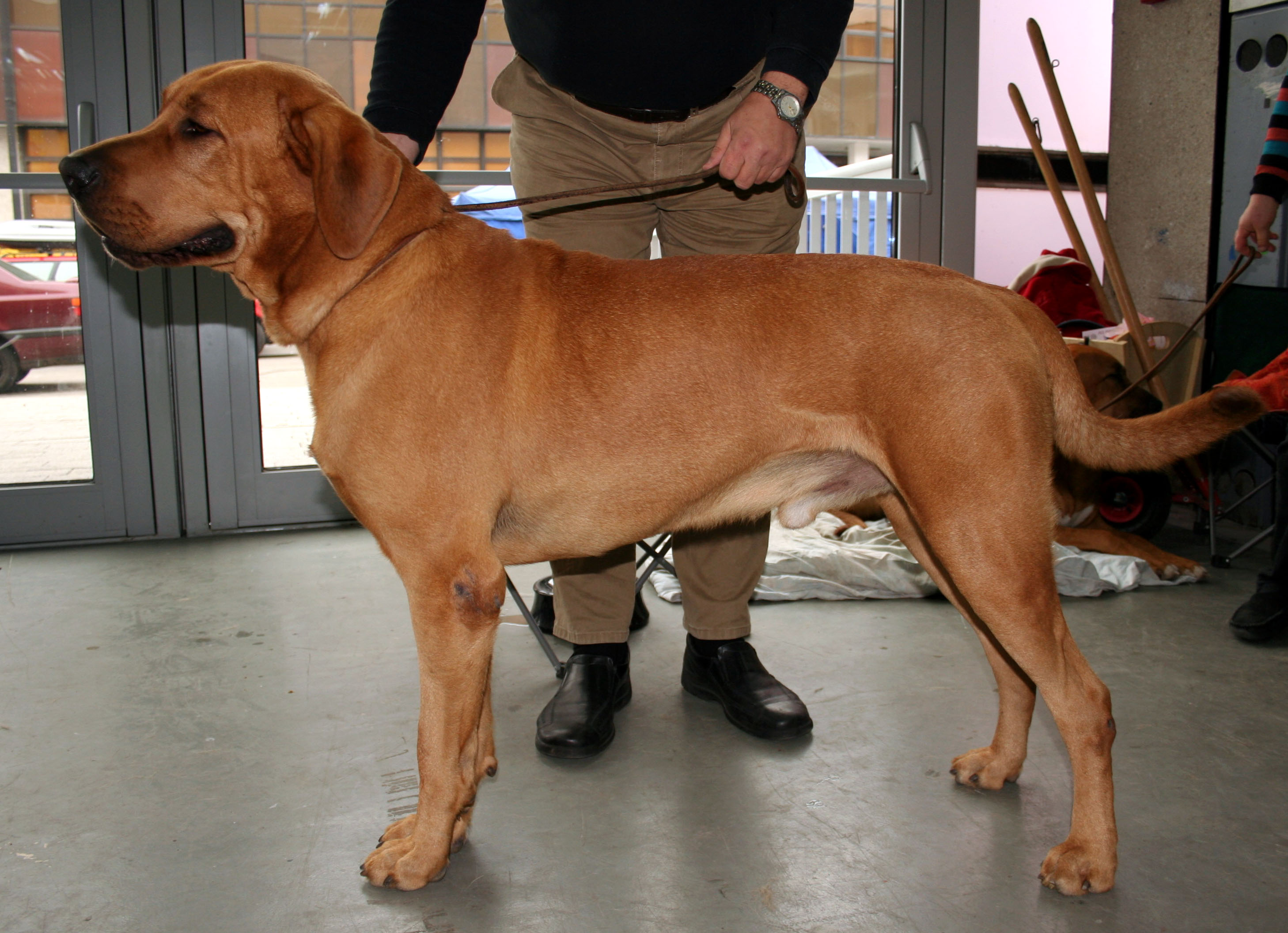 Photograph showing the Broholmer breed