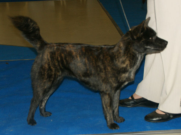 Photograph showing the Kai Ken breed