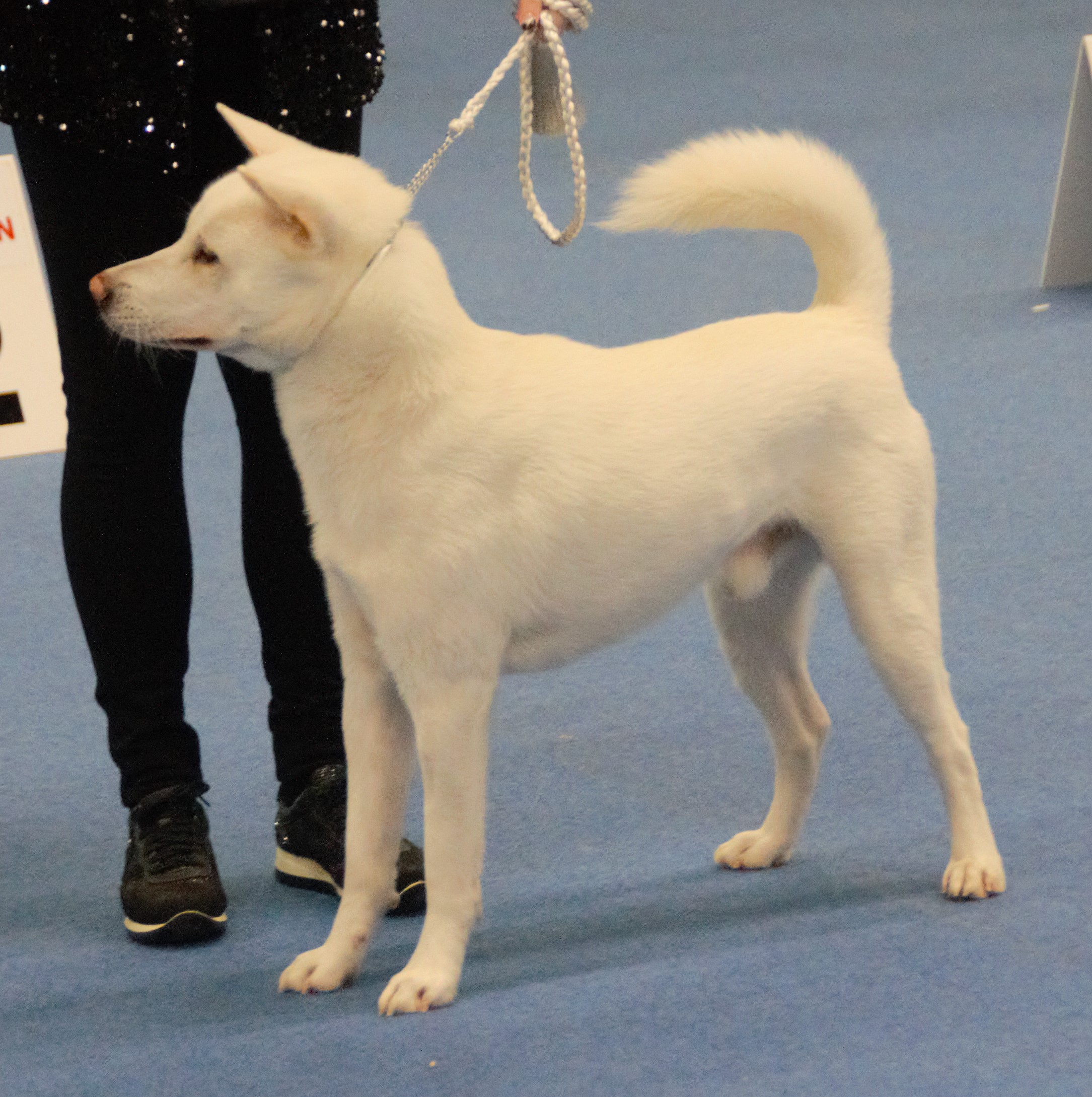 Photograph showing the Kishu Ken breed
