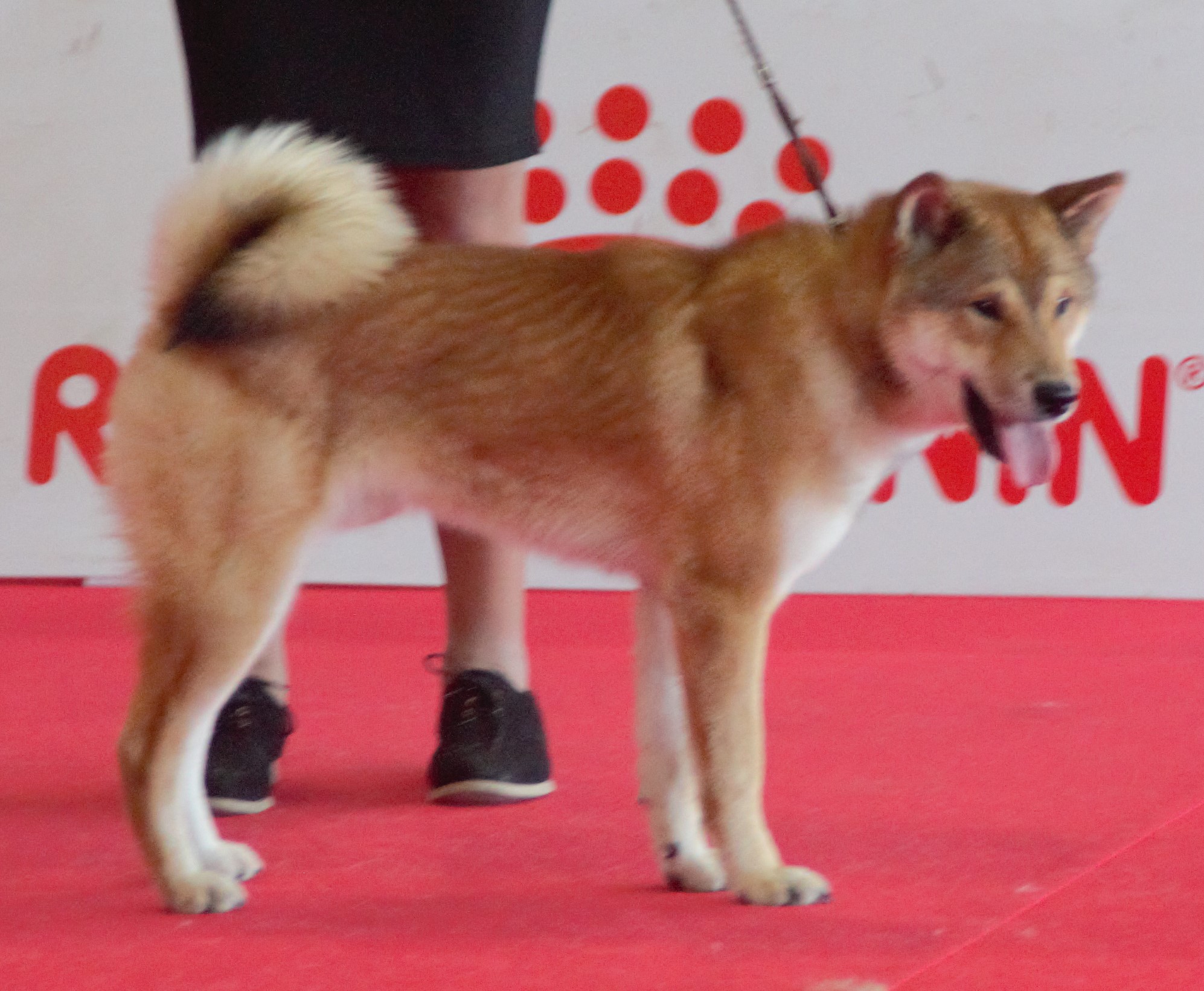Photograph showing the Shikoku breed
