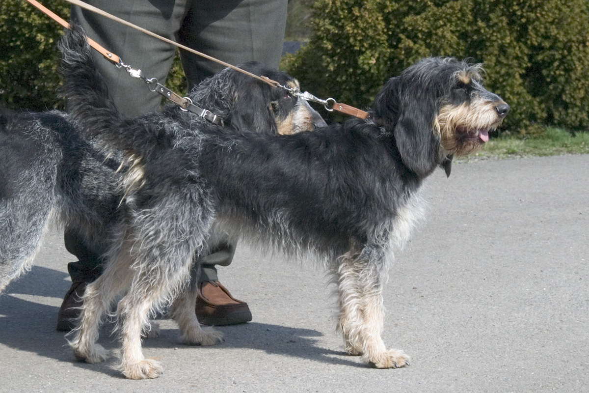 Photograph showing the Blue Gascony Griffon breed