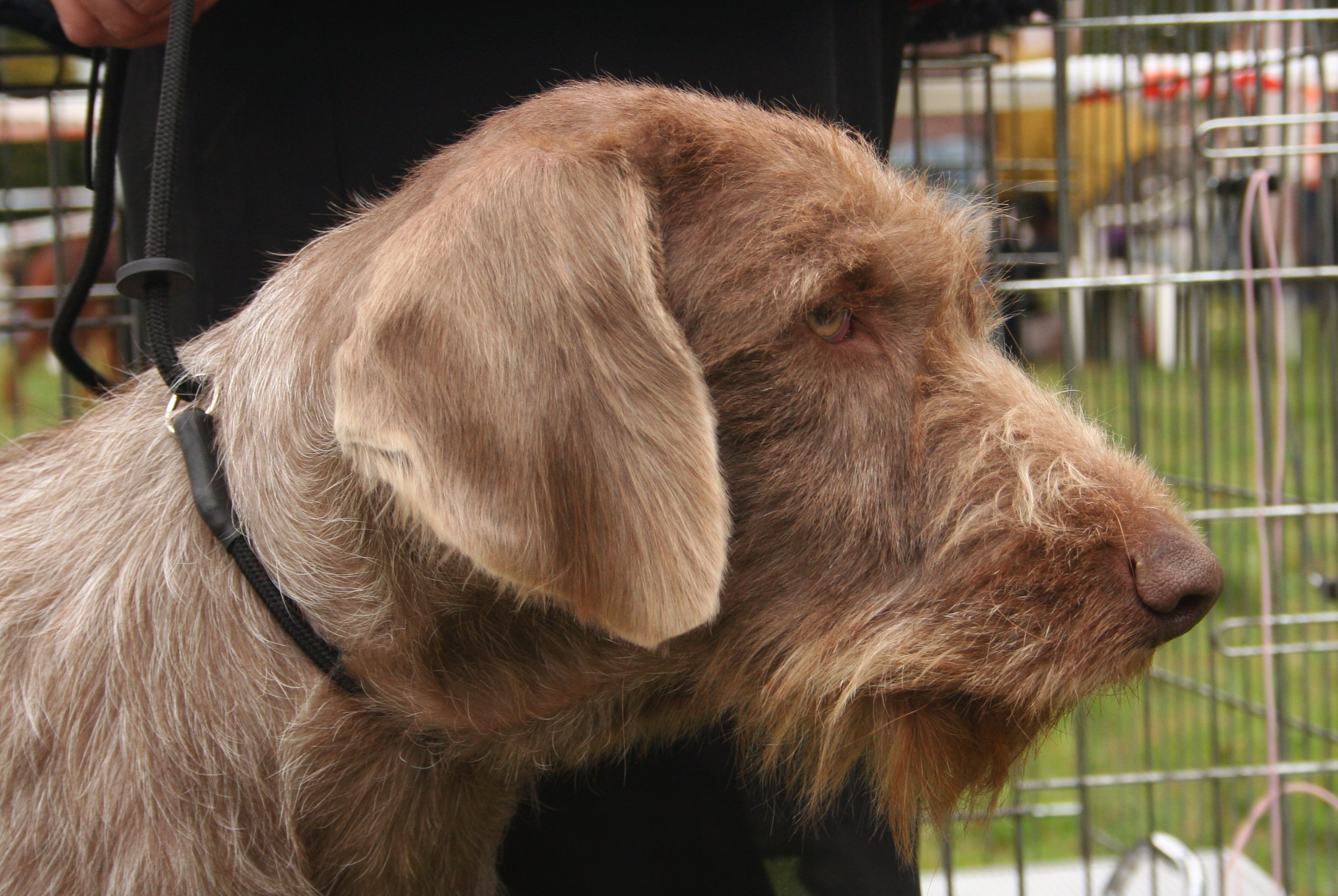 Photograph showing the Slovakian Wirehaired Pointer breed