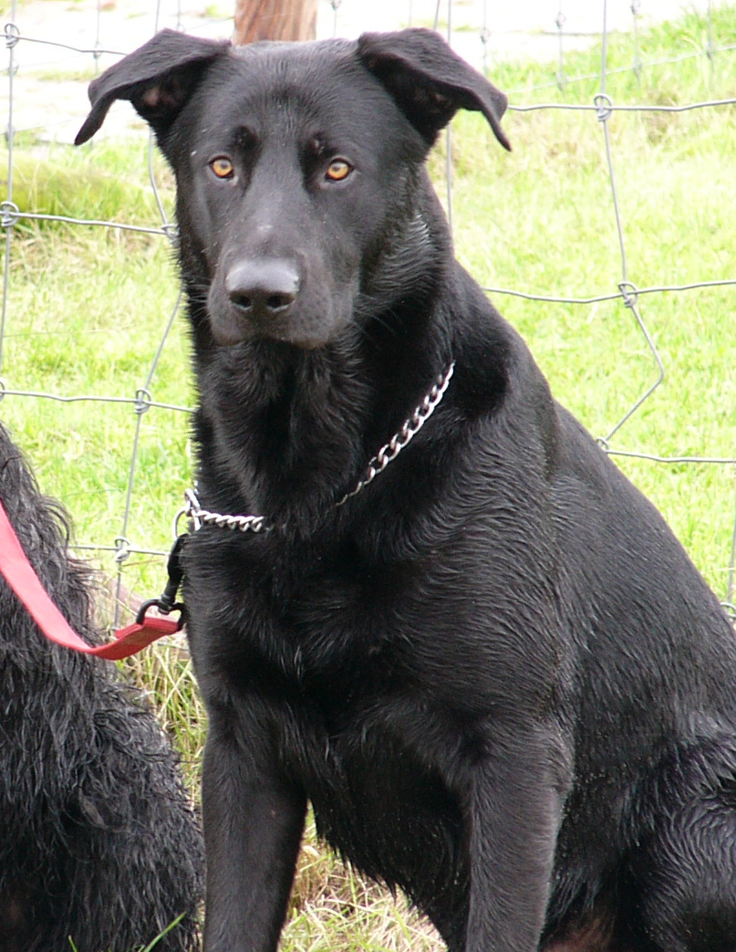 Photograph showing the Majorca Shepherd Dog breed