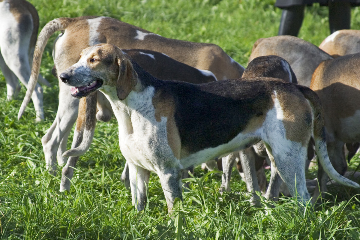 Photograph showing the Great Anglo-French Tricolour Hound breed