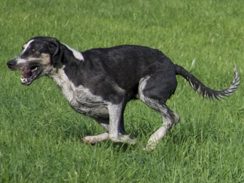 Photograph showing the Great Anglo-French White and Black Hound breed