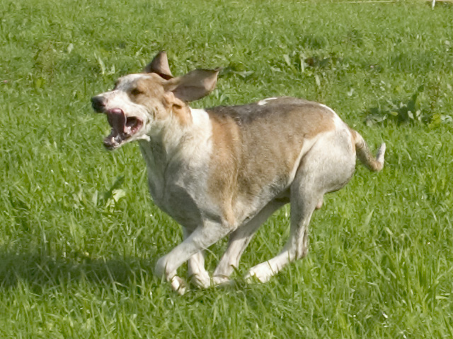 Photograph showing the Great Anglo-French White and Orange Hound breed